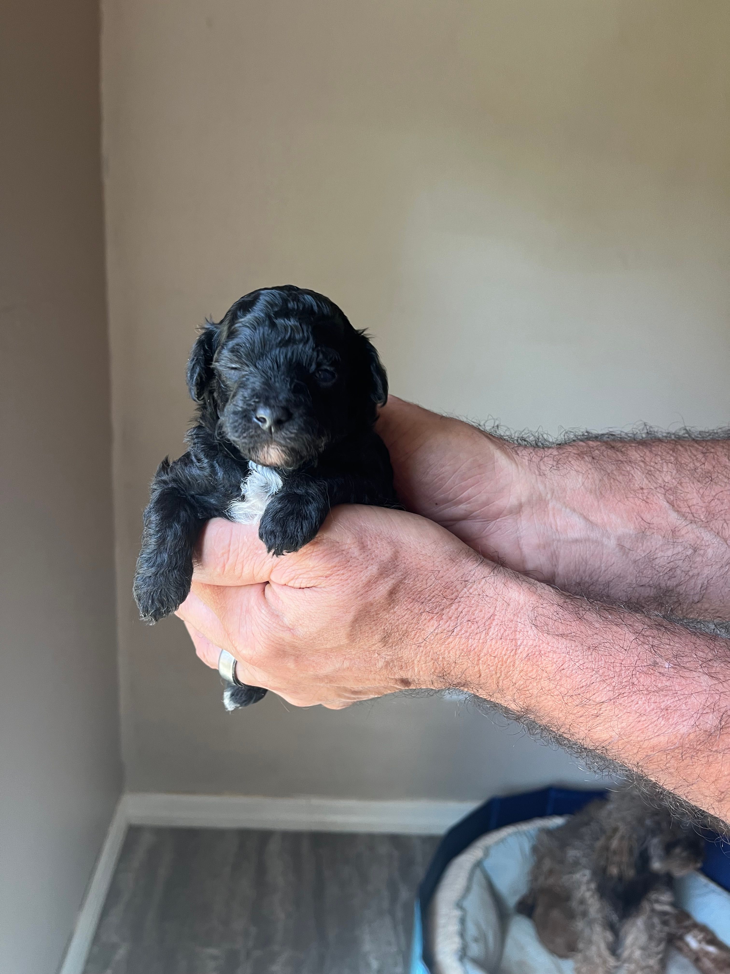 Lily – Poodle - Toy  puppy for sale in Springfield, TN