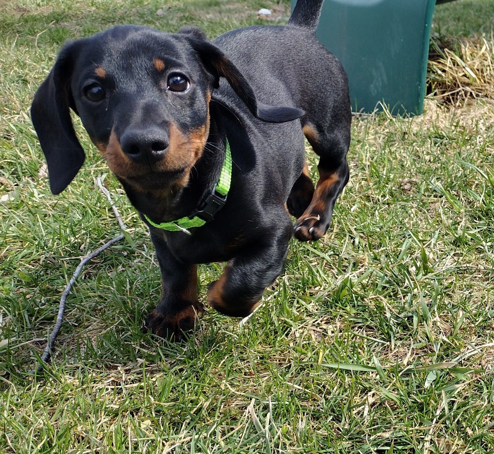 Augustus – Miniature Dachshund puppy for sale in Ashley, IN