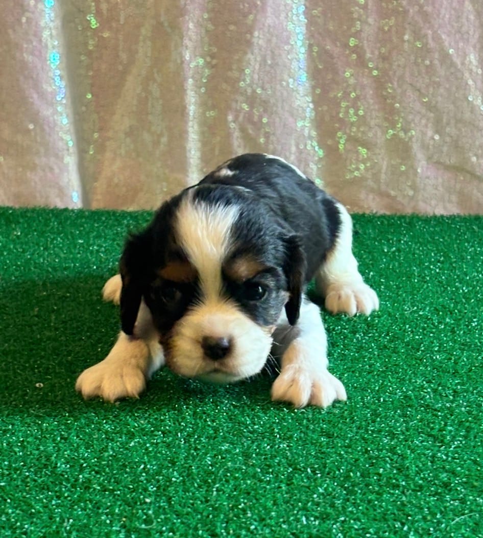 Chocolate carrier Female *reserved* – Cavalier King Charles Spaniel puppy on hold in Florence, MS