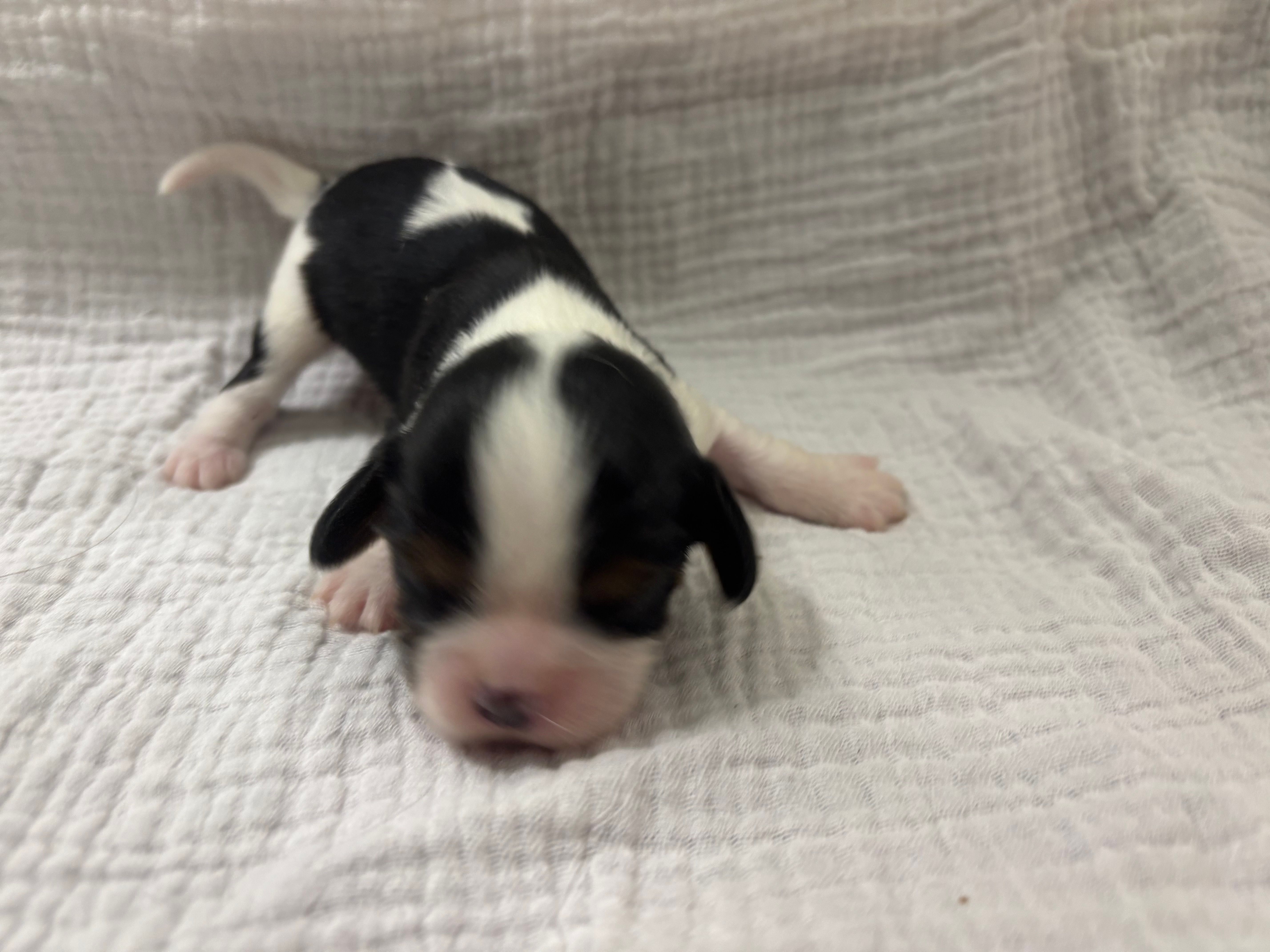 Chocolate Carrier  – Cavalier King Charles Spaniel puppy for sale in Florence, MS