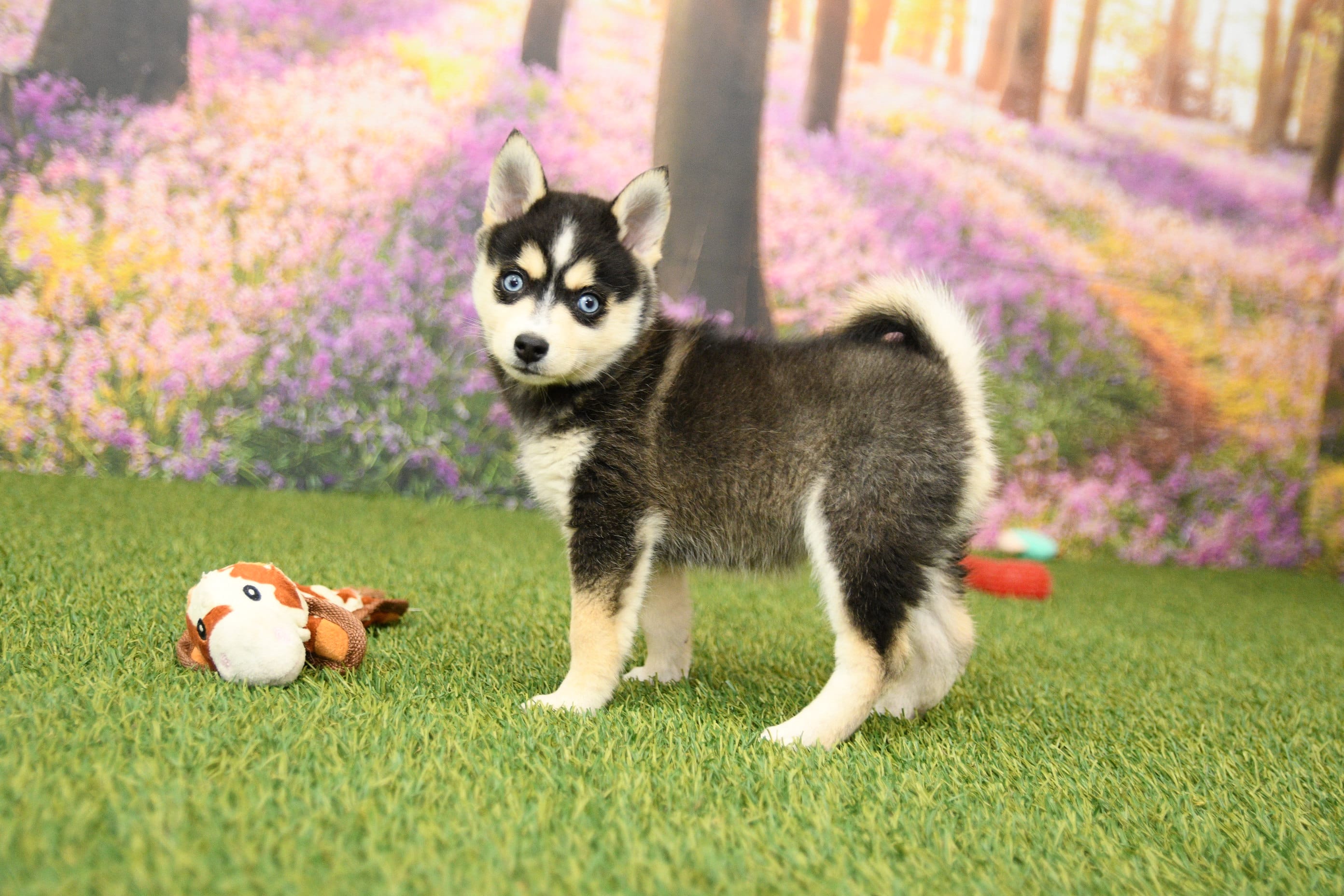 Rylan – Pomsky puppy for sale in Arthur, IL