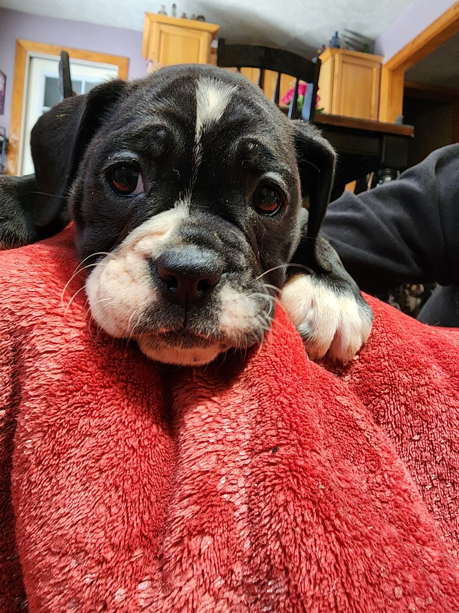 Lacy – Olde English Bulldogge puppy for sale in Gillett, PA