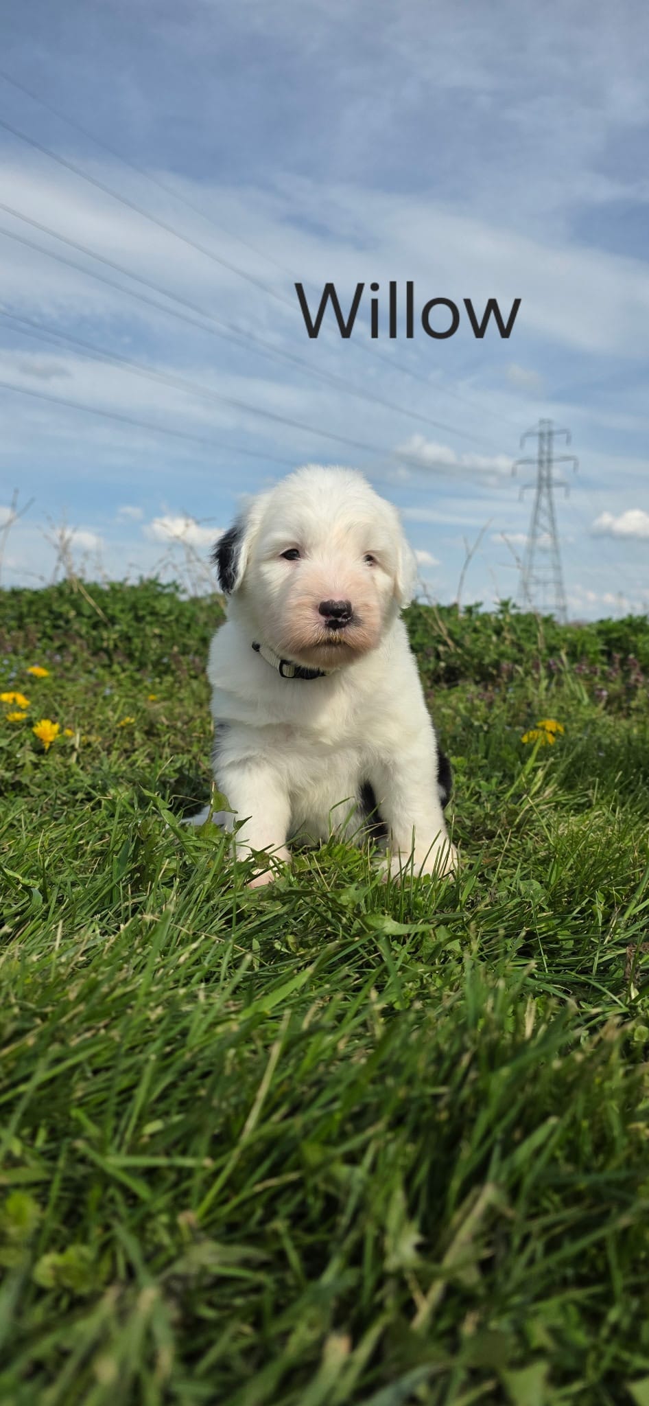 Willow – Old English Sheepdog puppy for sale in Wooster, OH