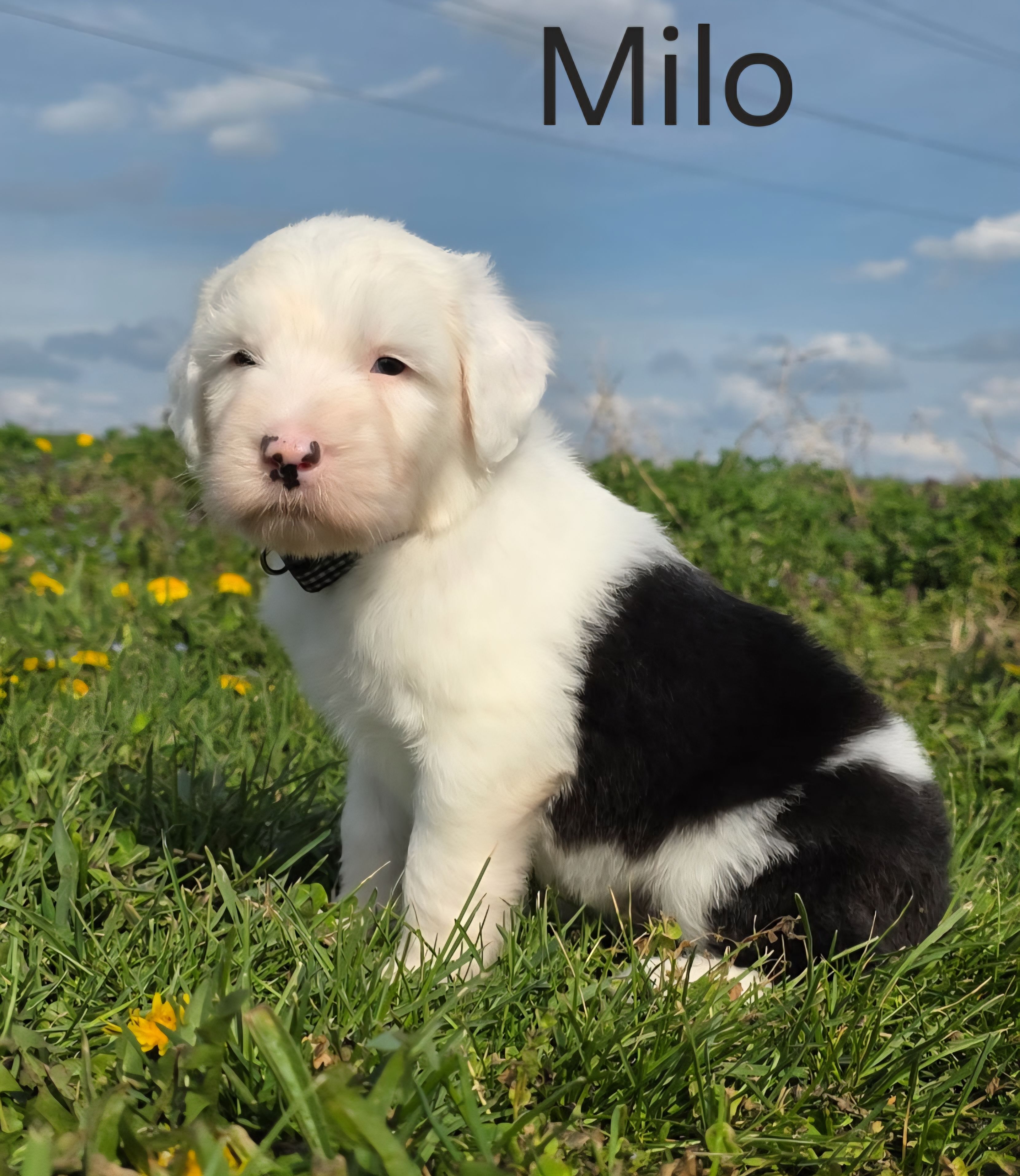 Milo – Old English Sheepdog puppy for sale in Wooster, OH