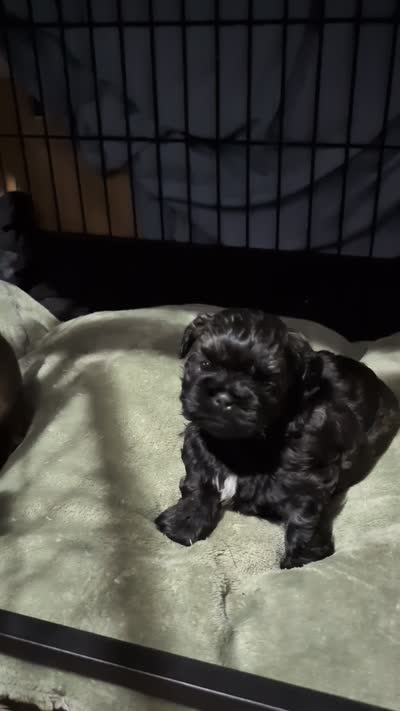 Mr Gilmore, a male Shih Tzu for sale in Rochester, NY – 2 of 5