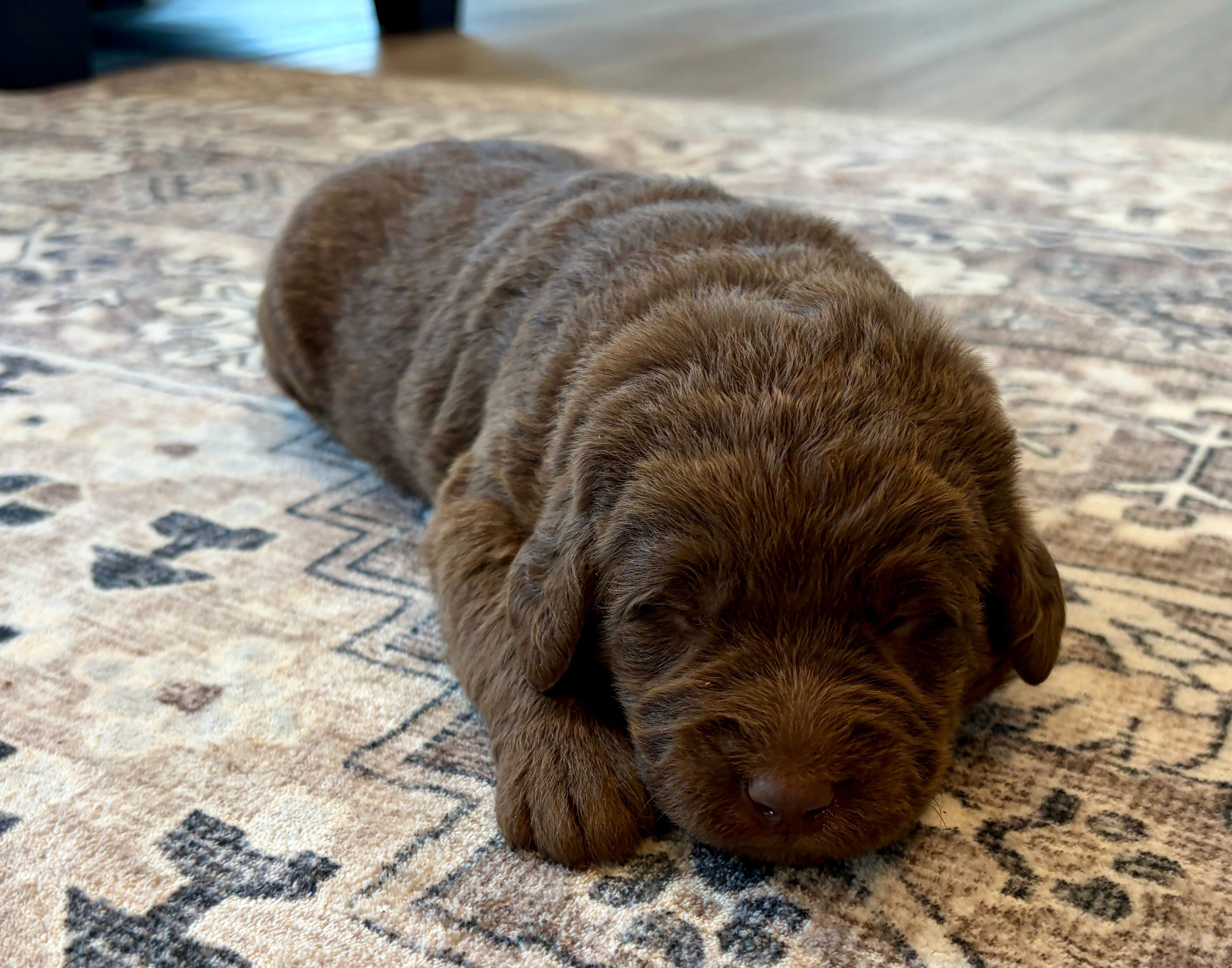 Lila – Labradoodle puppy for sale in Shelbyville, IN