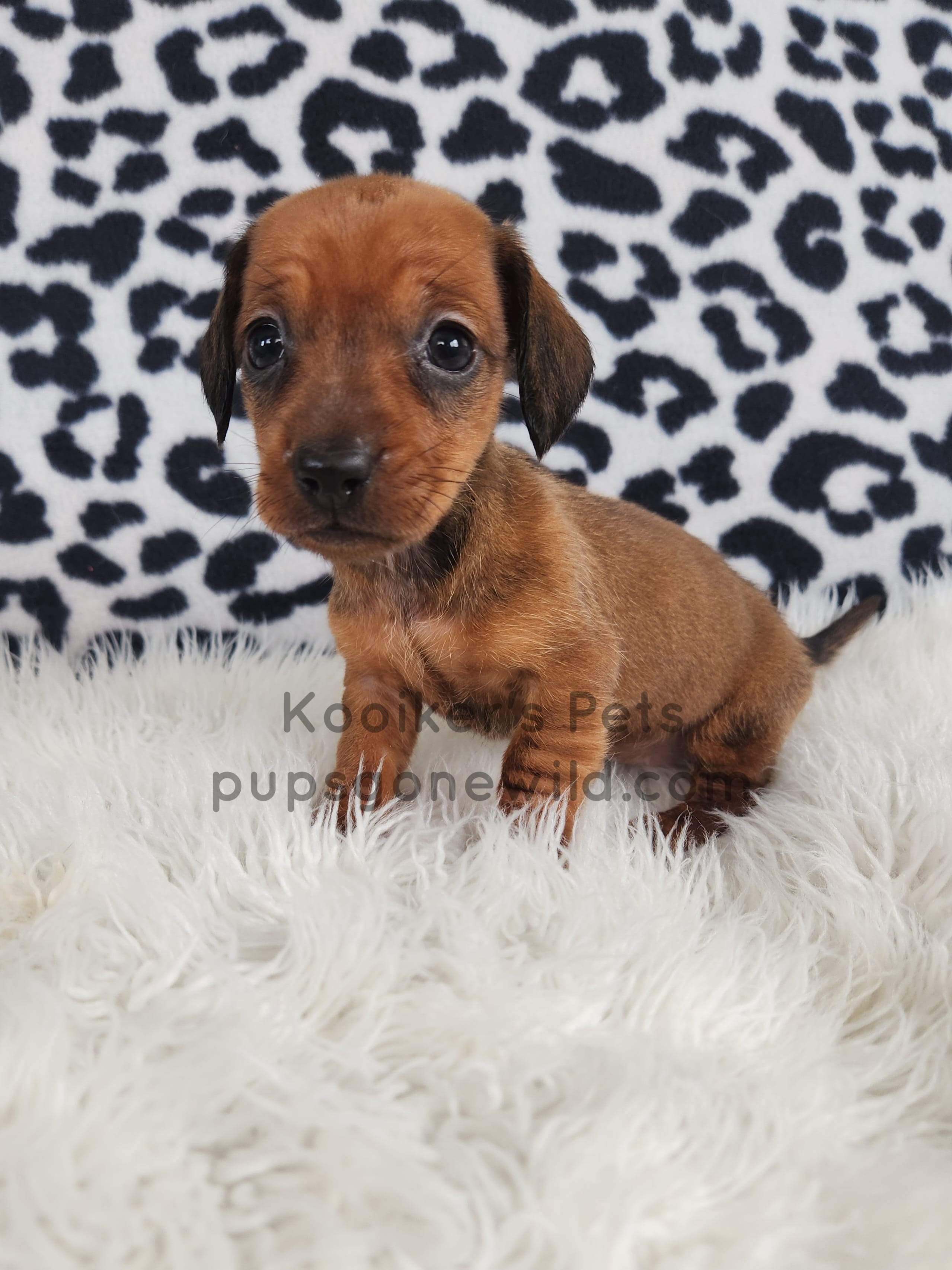 Serena – Miniature Dachshund puppy for sale in Boyden, IA