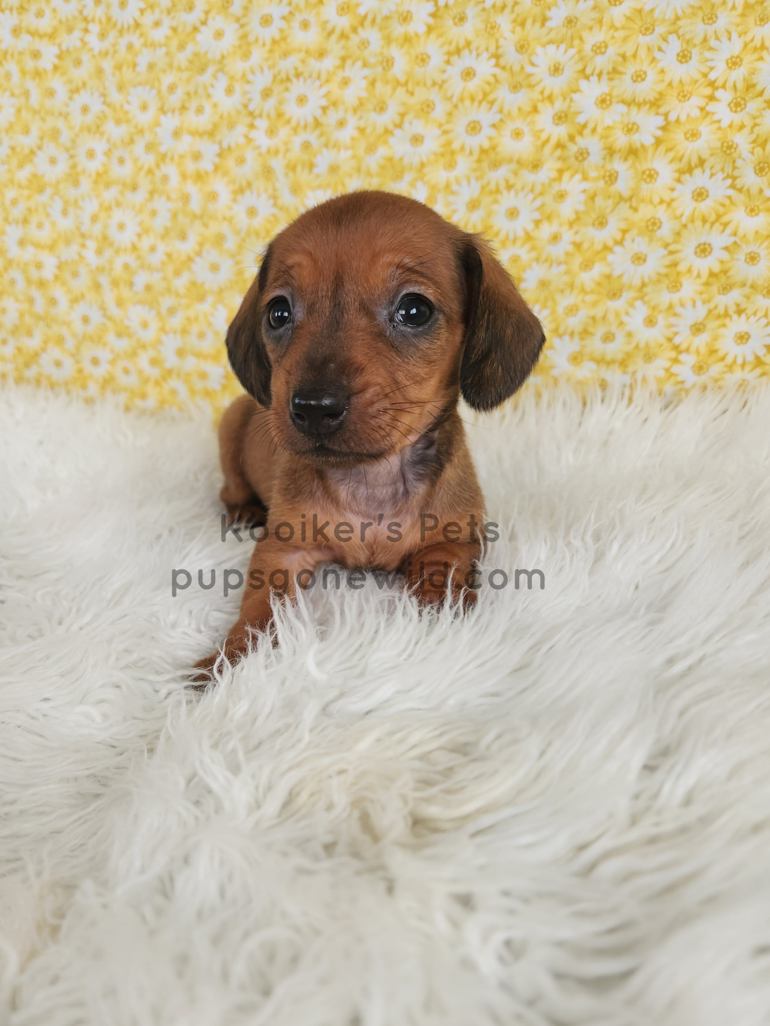 Sienna – Miniature Dachshund puppy for sale in Boyden, IA