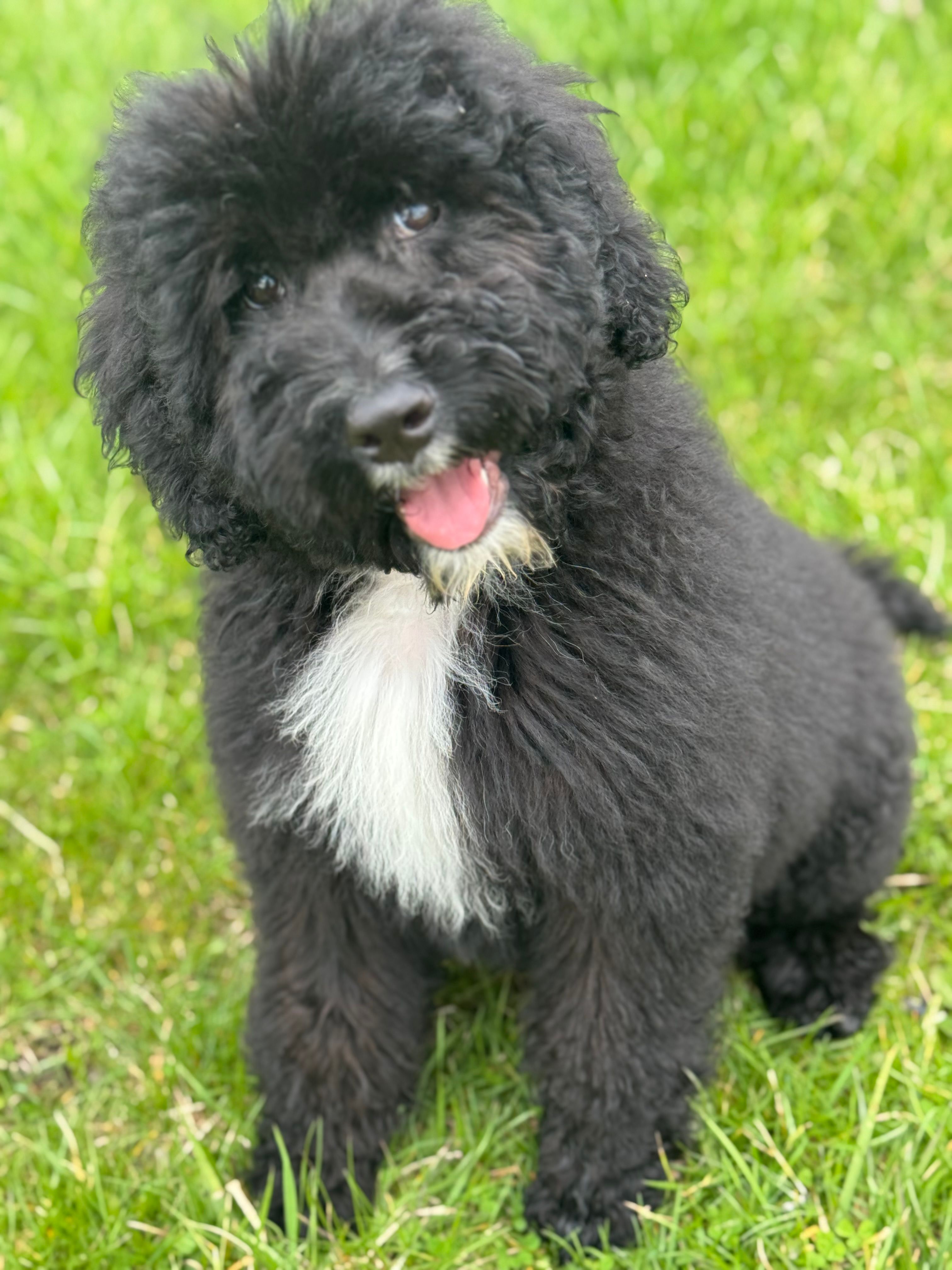 Purple – Bernedoodle puppy for sale in Valparaiso, IN
