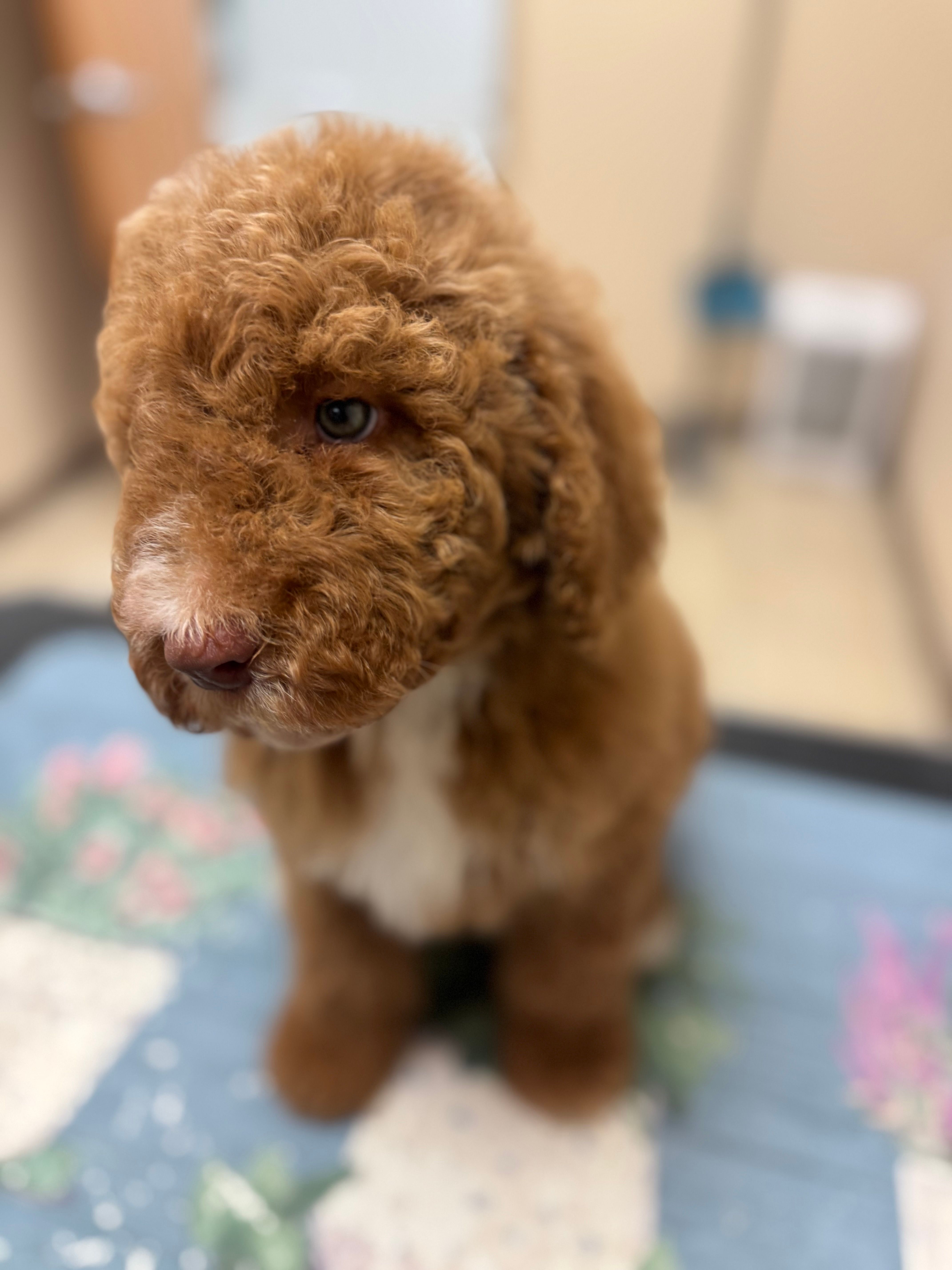 Tanner – Poodle - Standard  puppy for sale in Valparaiso, IN