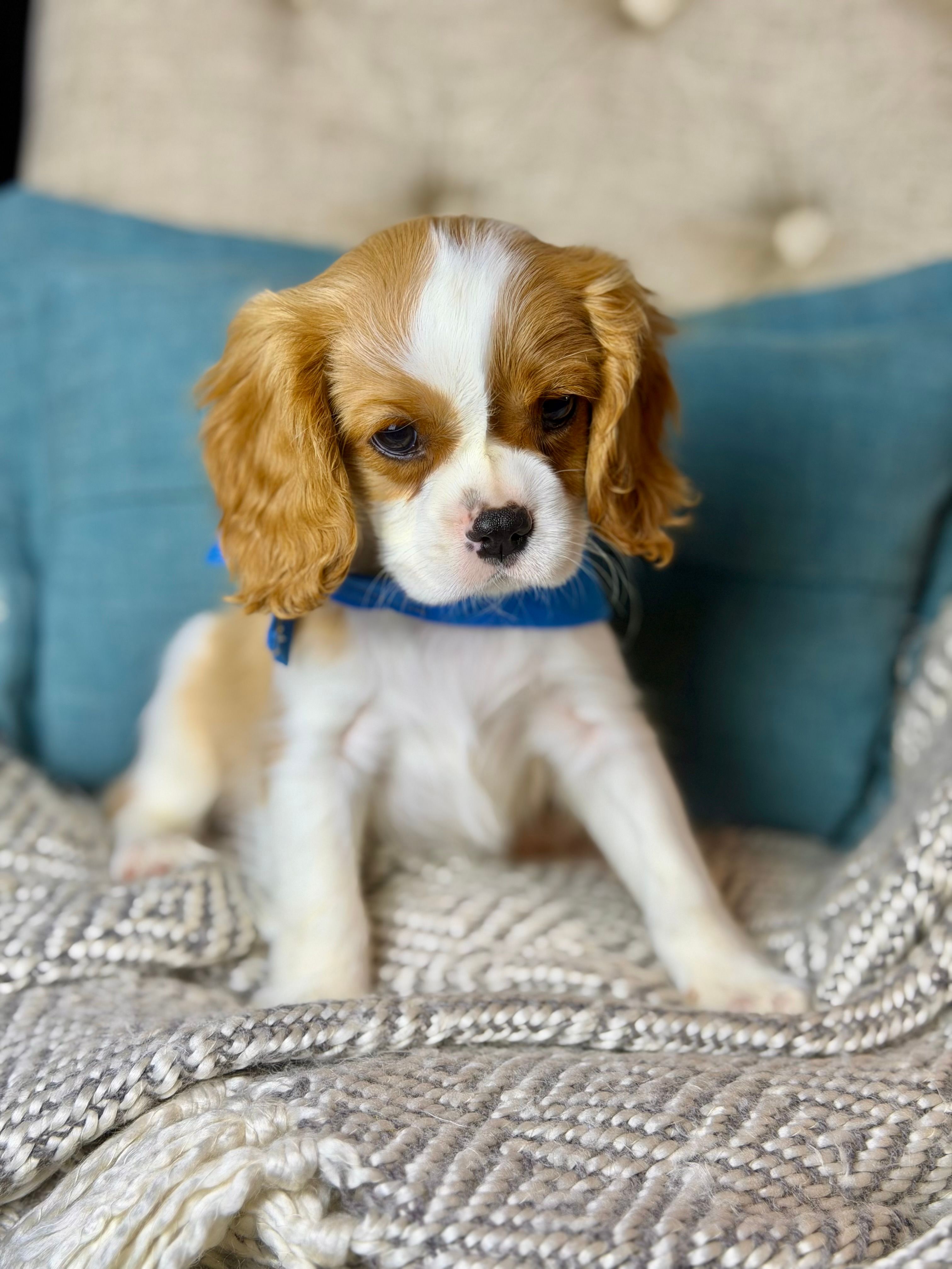 Lap Lover – Cavalier King Charles Spaniel puppy for sale in Marianna, FL