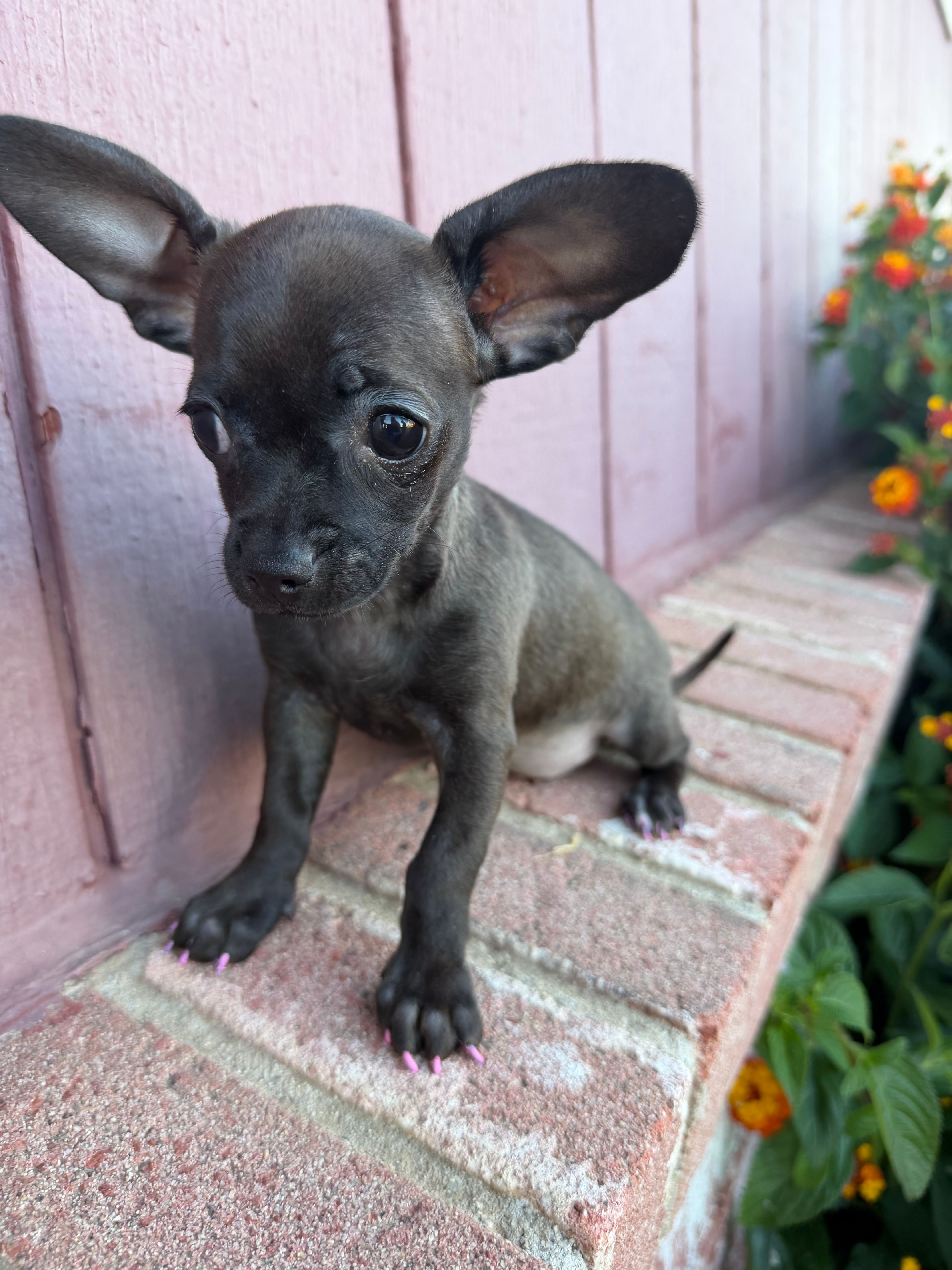 Luna – Chihuahua puppy for sale in Sacramento, CA