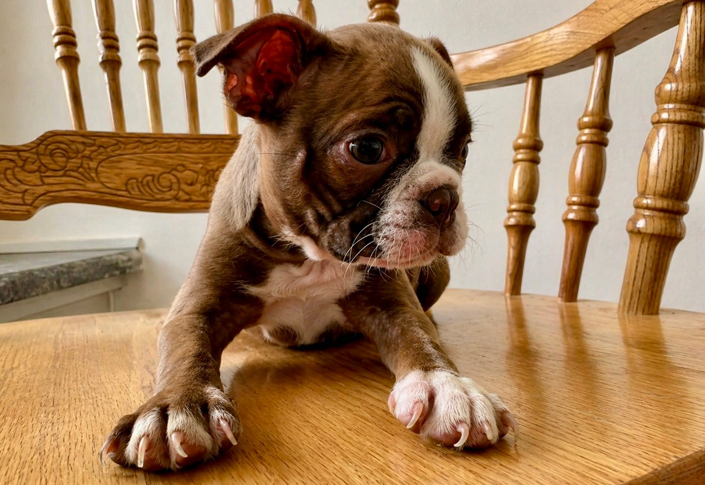 Mellie – Boston Terrier puppy for sale in Anson, TX