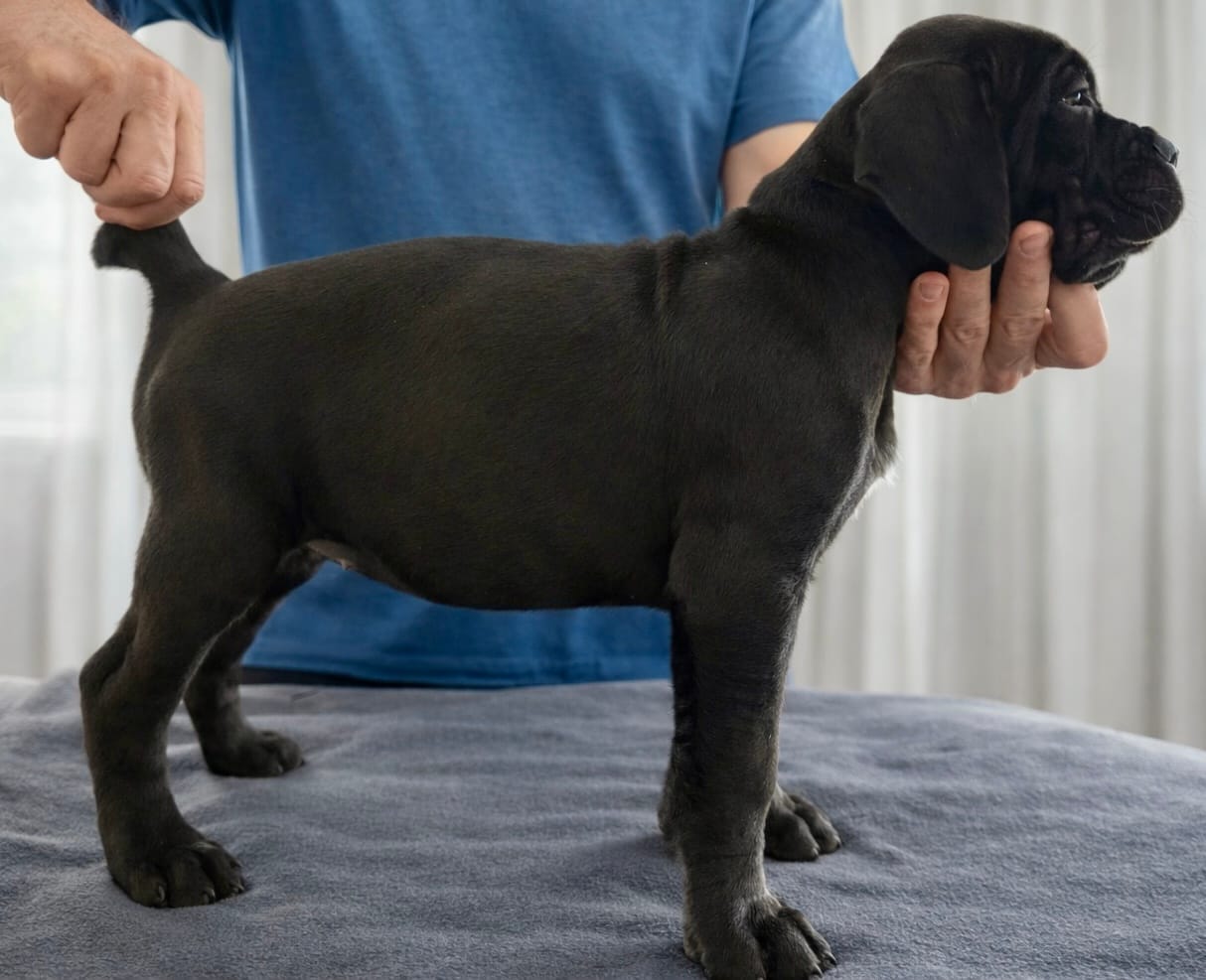 Puppy 9- Lt pink – Cane Corso puppy for sale in Anson, TX