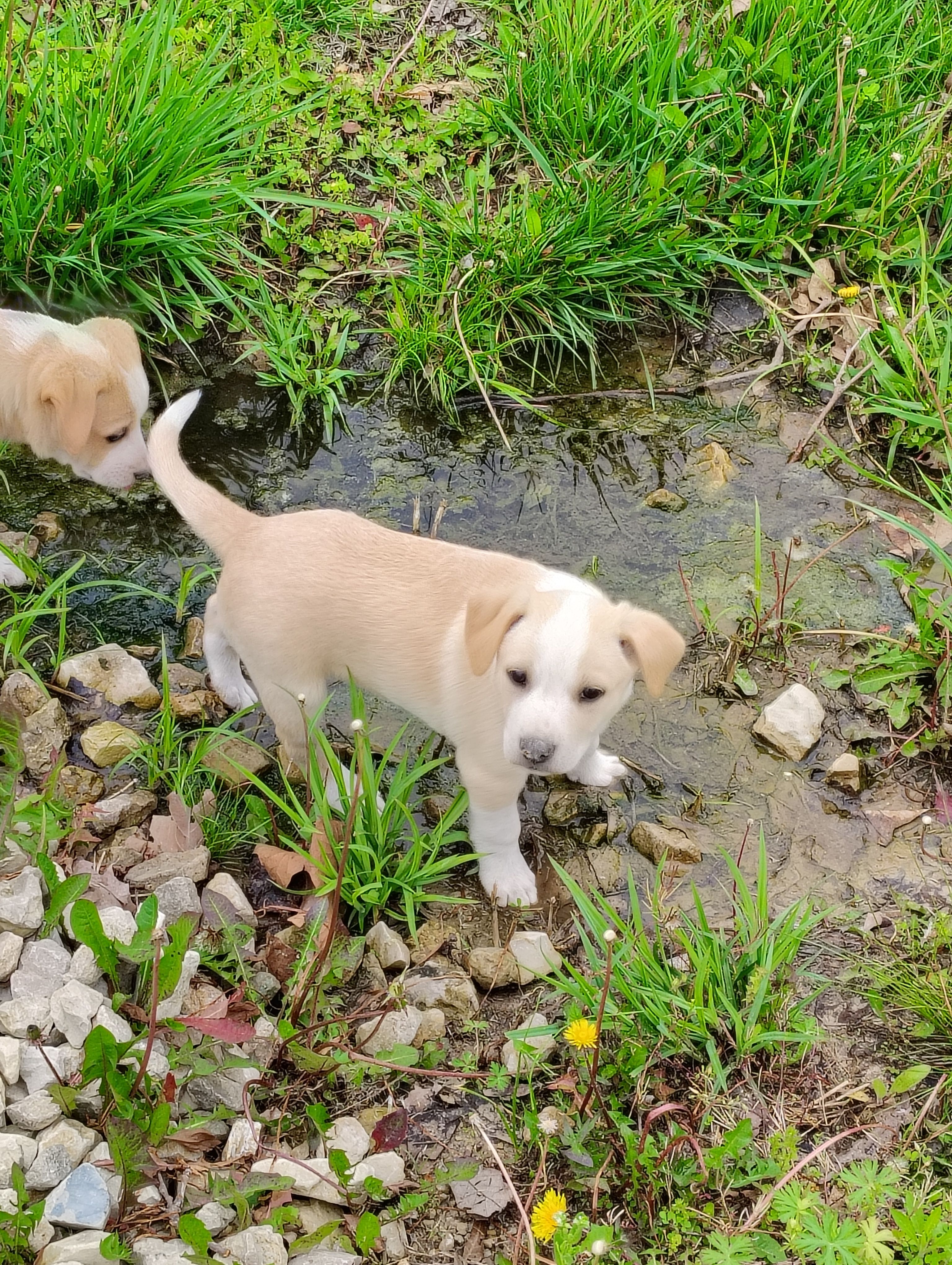 Puppy 2 – English Shepherd, Treeing Feist puppy for sale in Versailles, MO