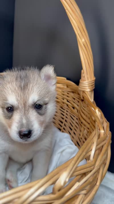 Nylah, a female Siberian Husky for sale in Memphis, TN – 6 of 7
