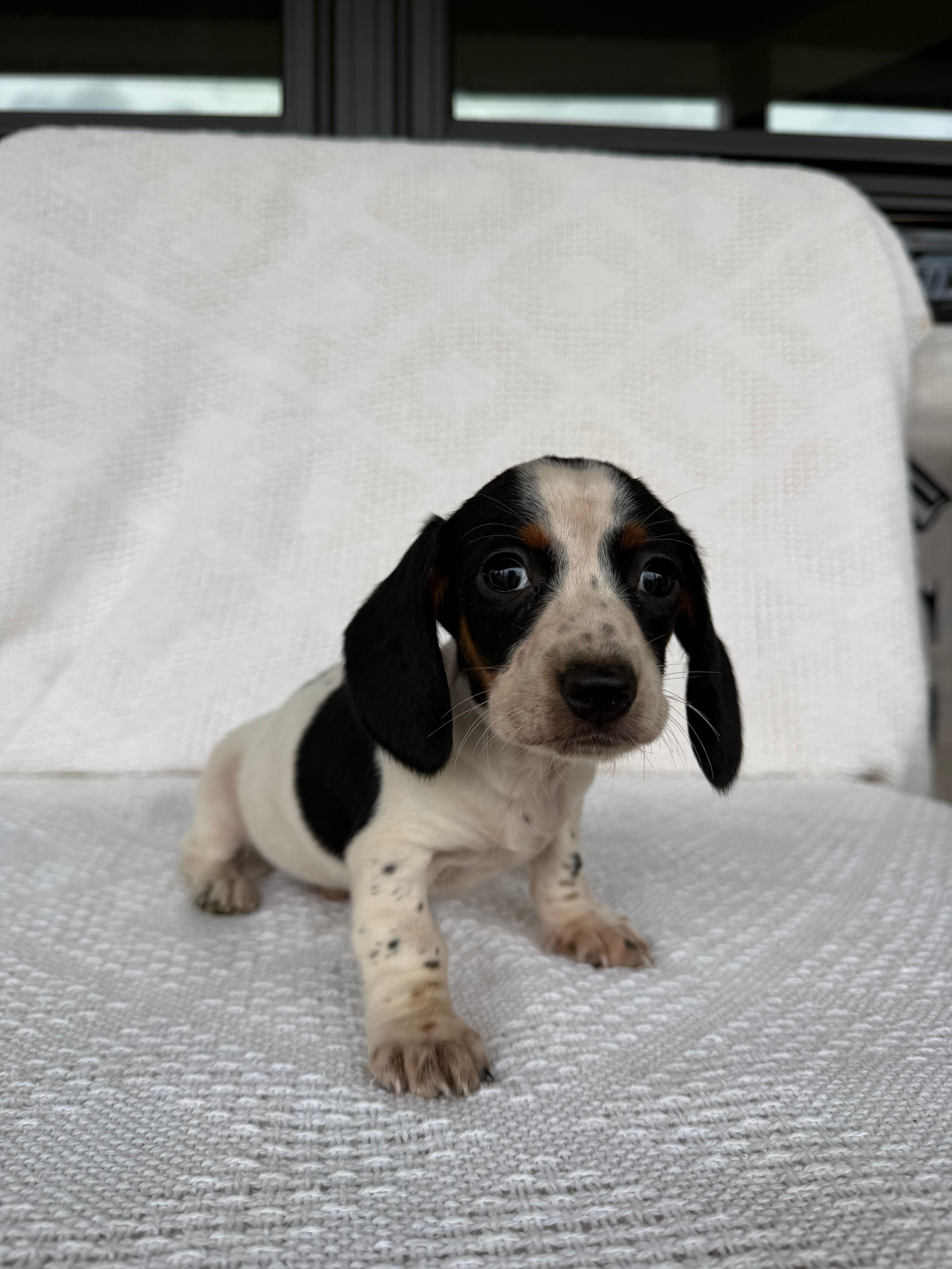 Cooper – Dachshund puppy for sale in Shipshewana, IN