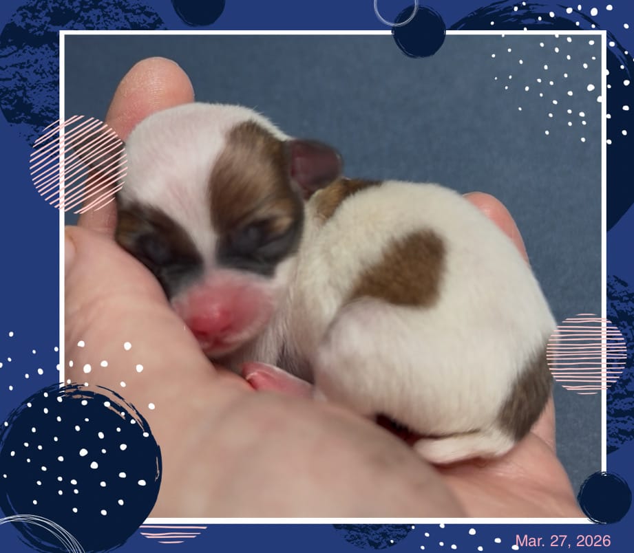 James – Chihuahua puppy for sale in Williamston, NC