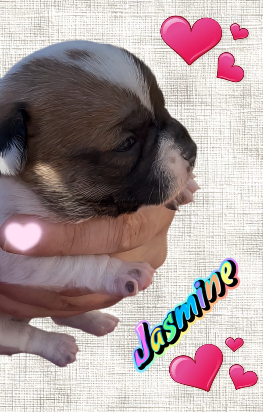 Jasmine – Chihuahua puppy for sale in Williamston, NC