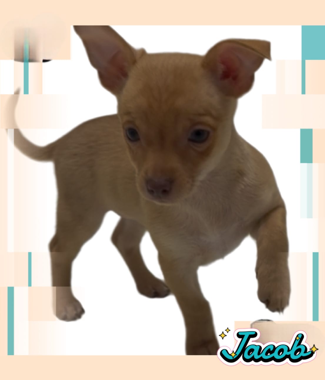 Jacob – Chihuahua puppy for sale in Williamston, NC