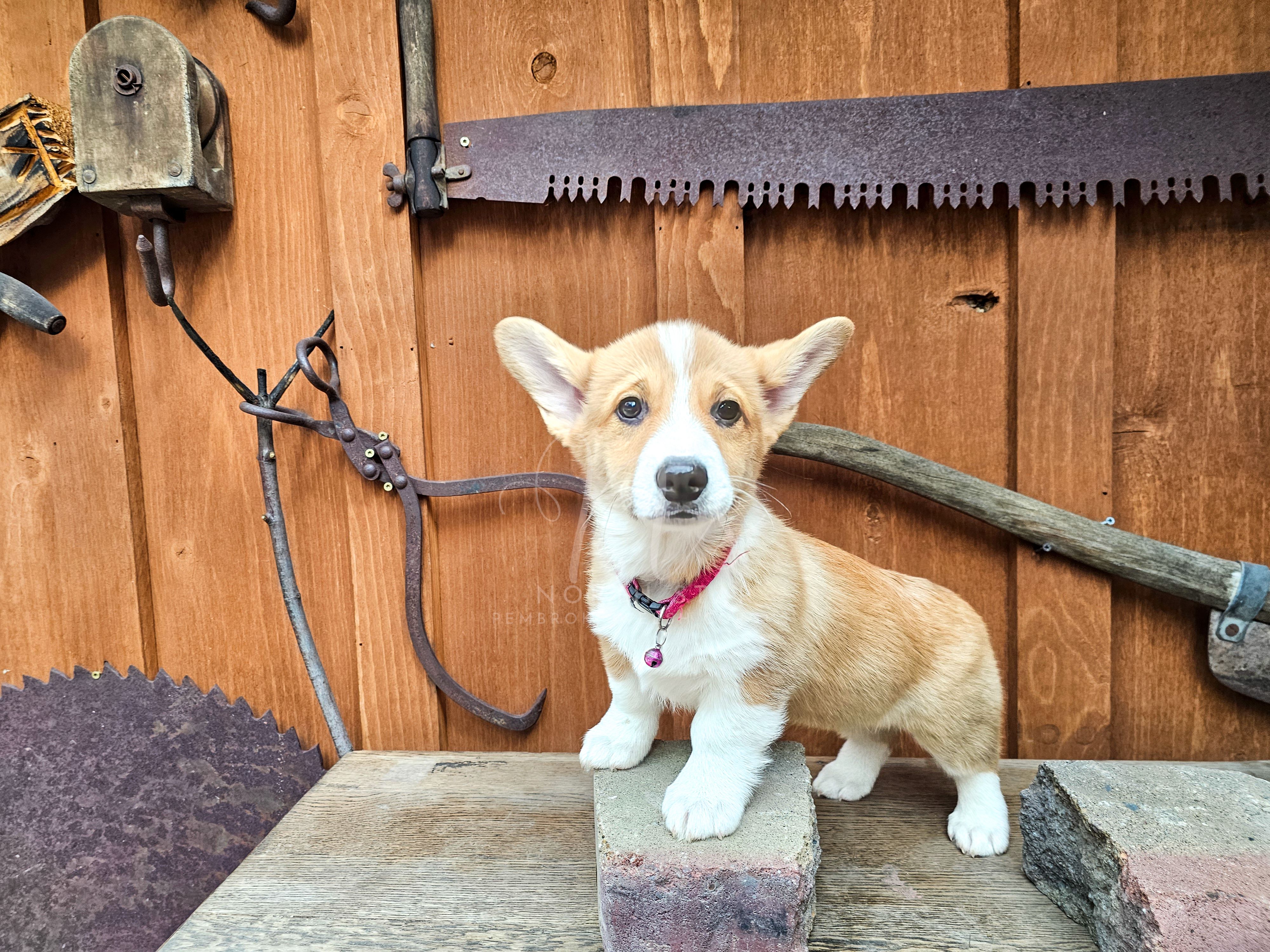 Etta Stone – Pembroke Welsh Corgi puppy for sale in Fortine, MT