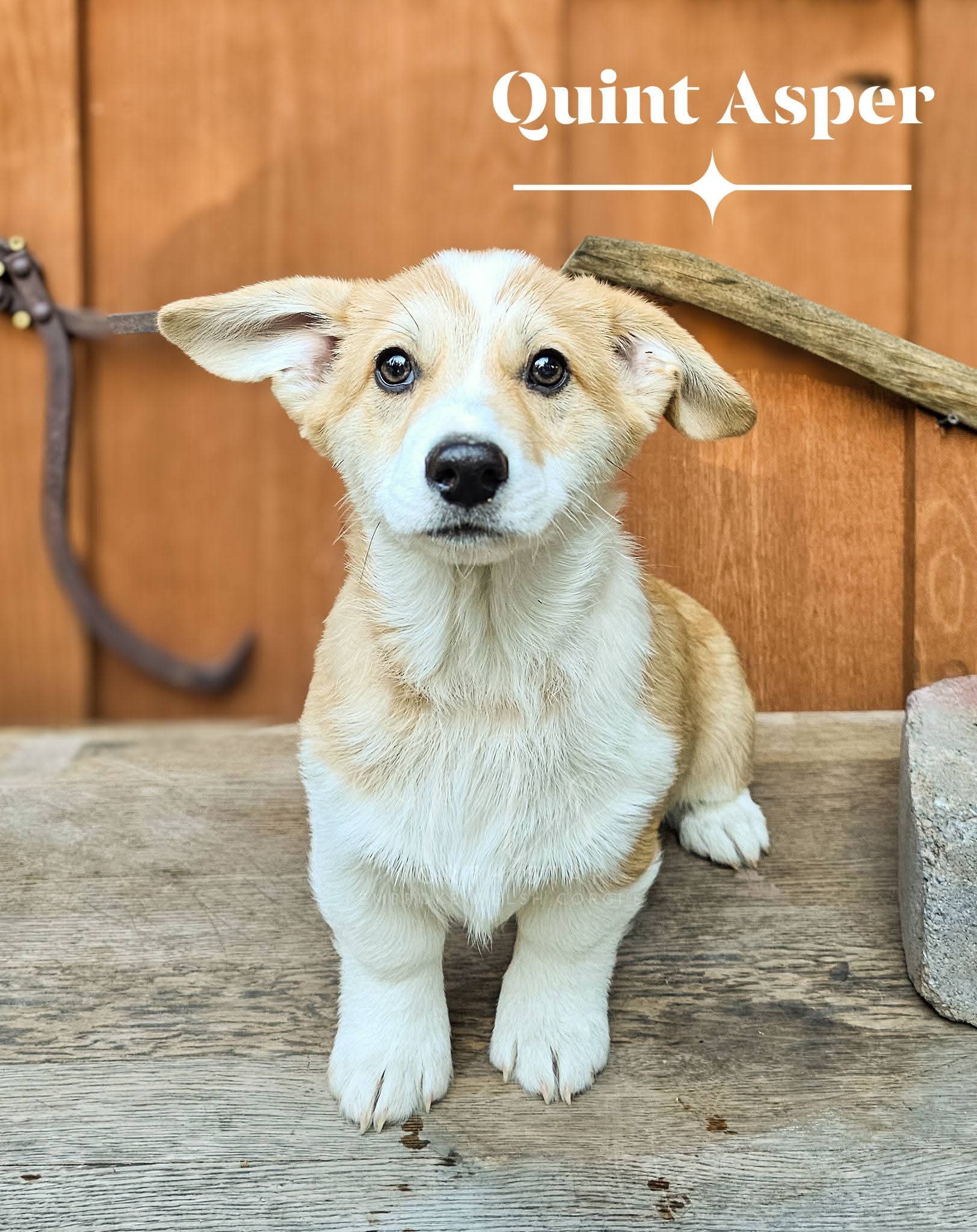 Quint Asper – Pembroke Welsh Corgi puppy for sale in Fortine, MT