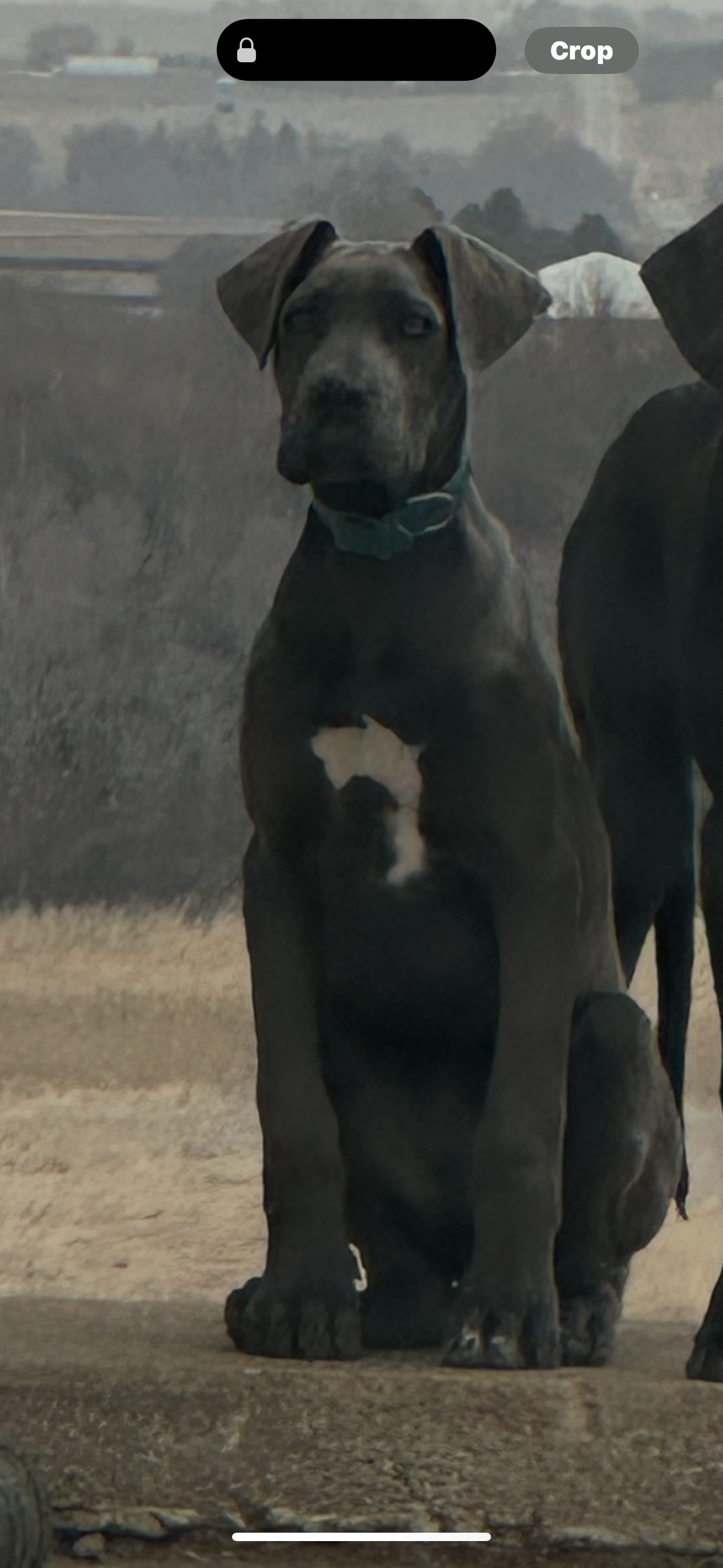 Charles – Great Dane puppy for sale in Arthur, IA
