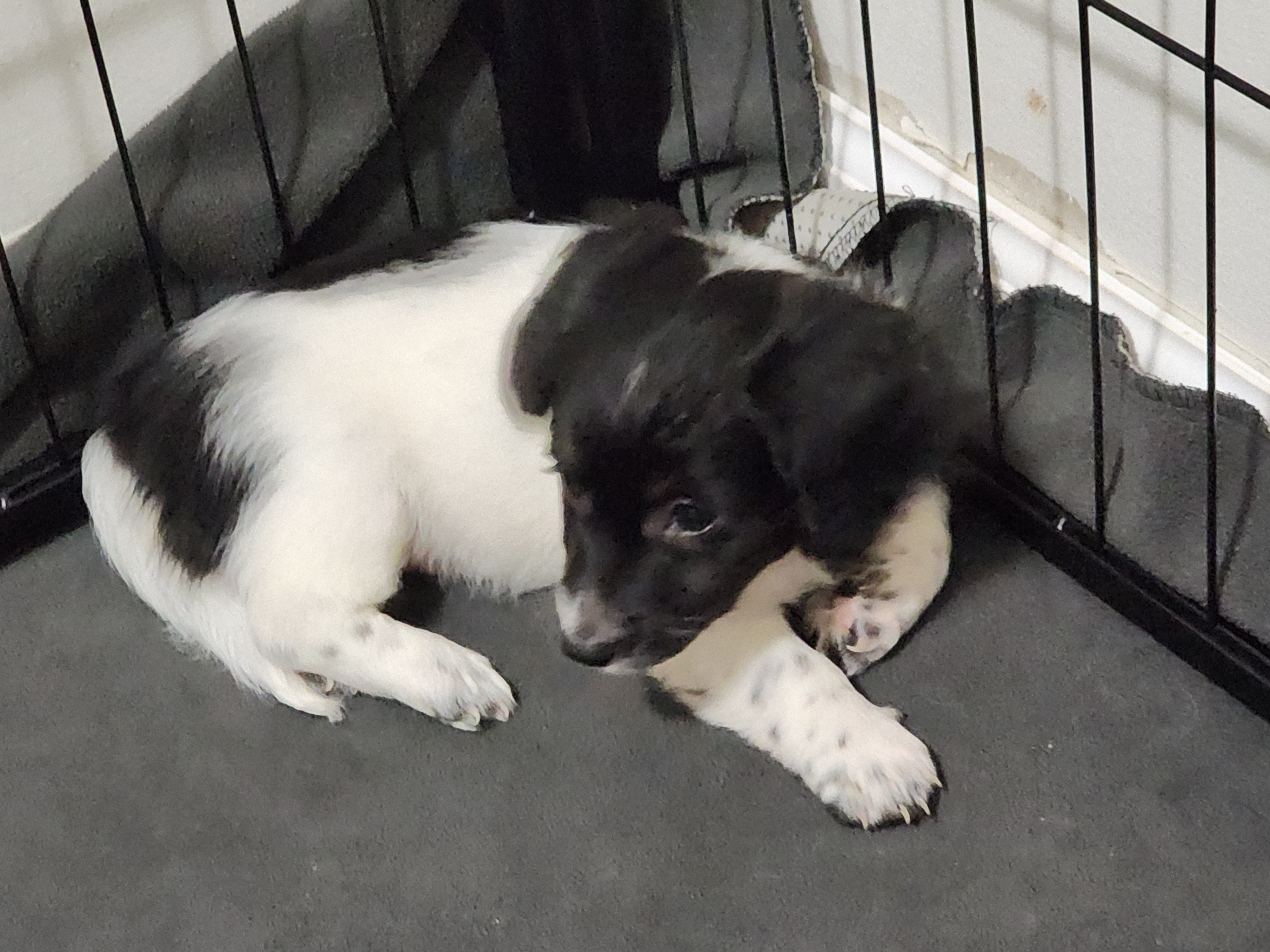Moose – Chiweenie puppy for sale in Carrollton, GA
