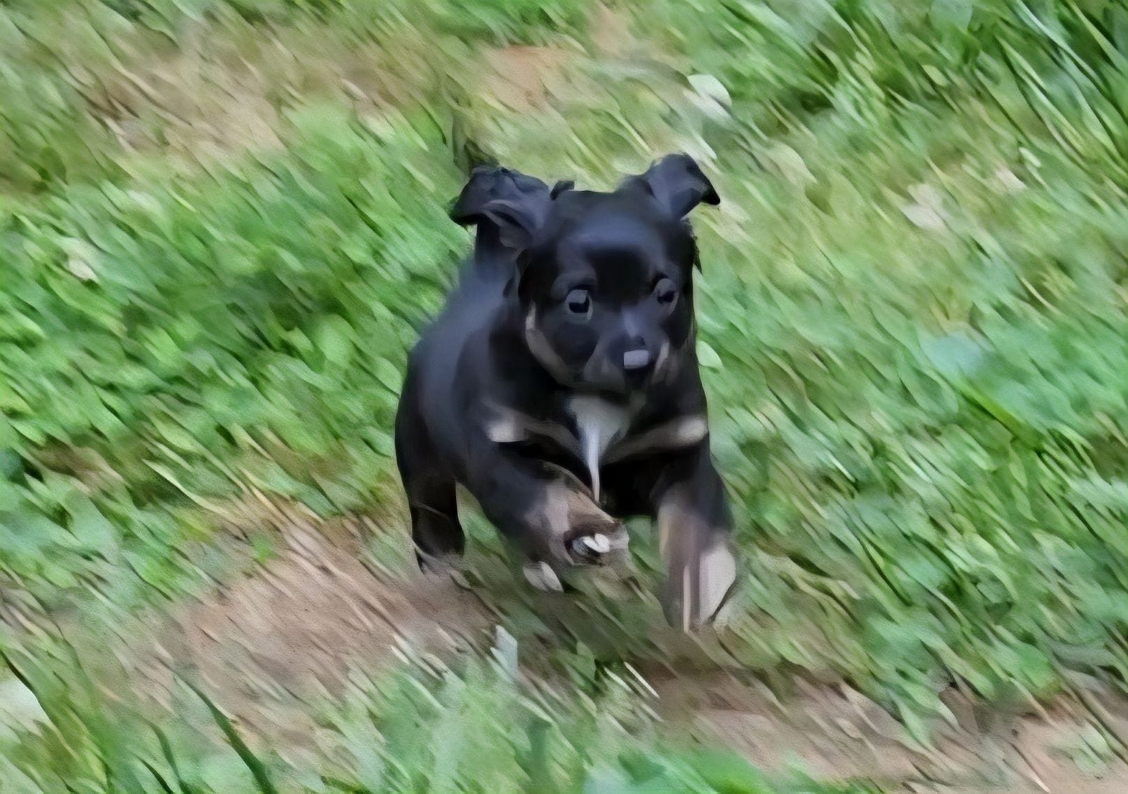Love Bug – Chiweenie puppy for sale in Carrollton, GA