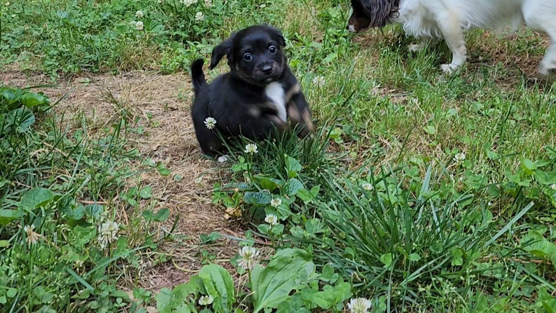 Spec – Chiweenie puppy for sale in Carrollton, GA