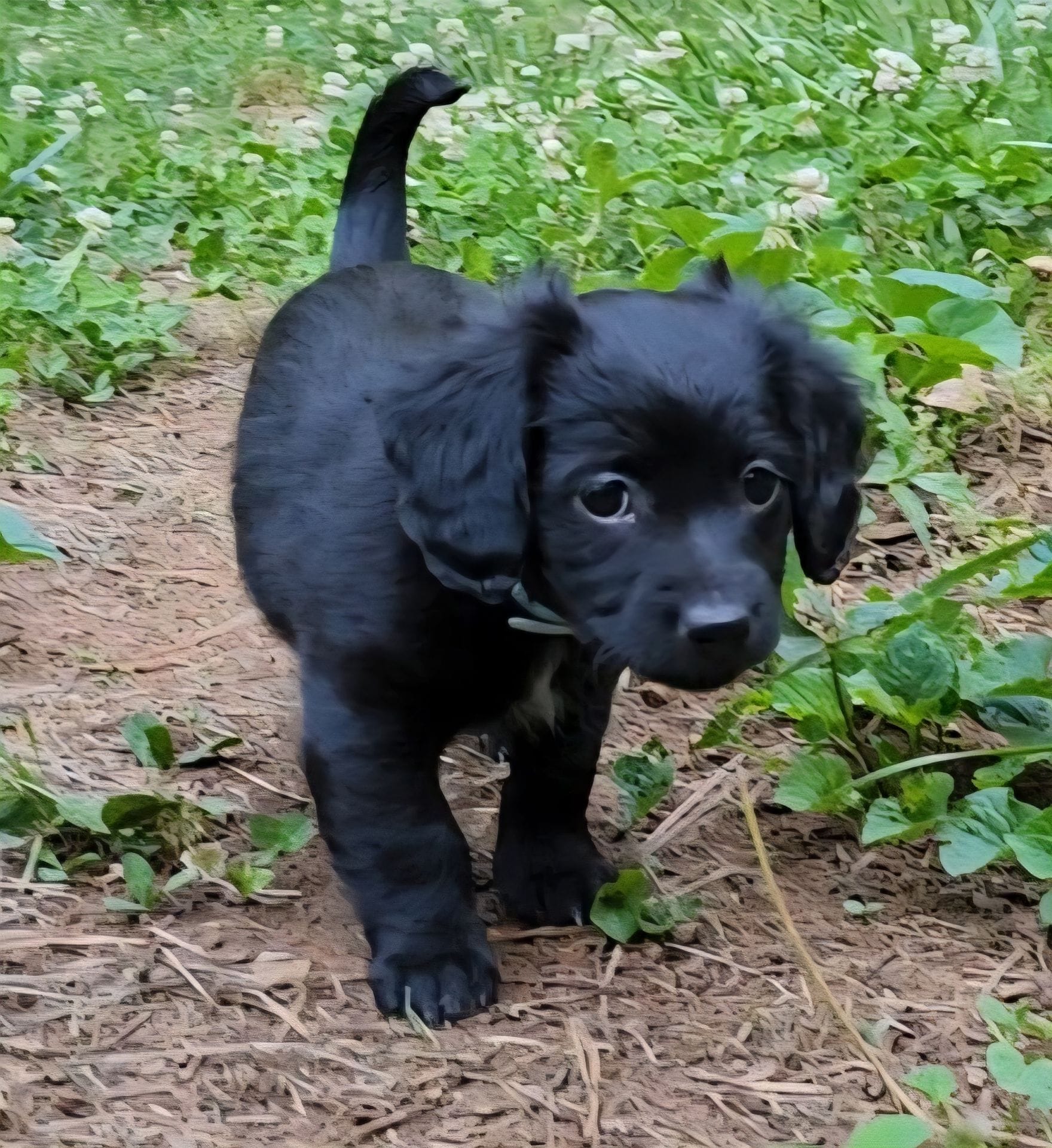 Seven – Chiweenie puppy for sale in Carrollton, GA