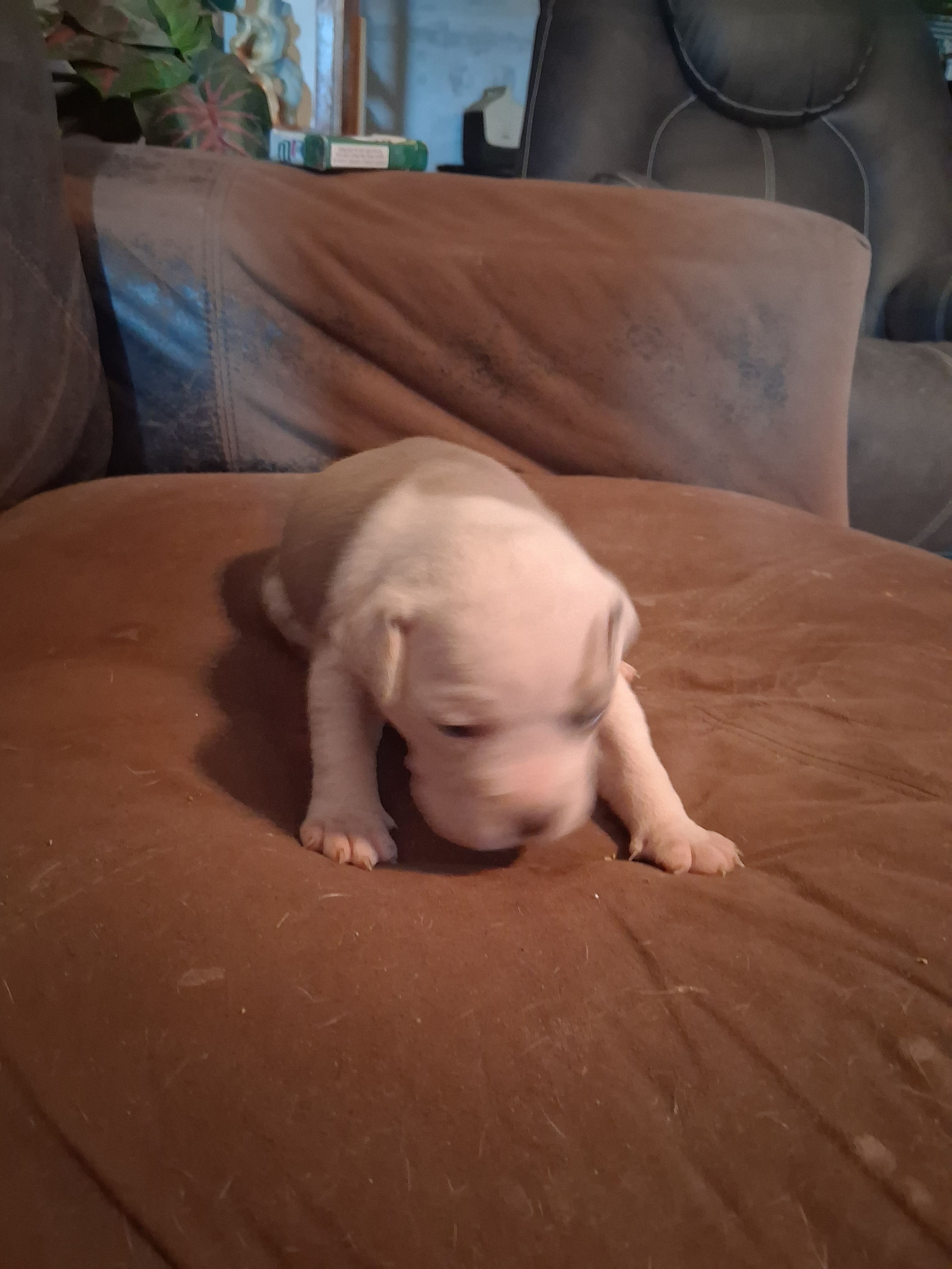 She-Ra – American Bully puppy for sale in Killeen, TX