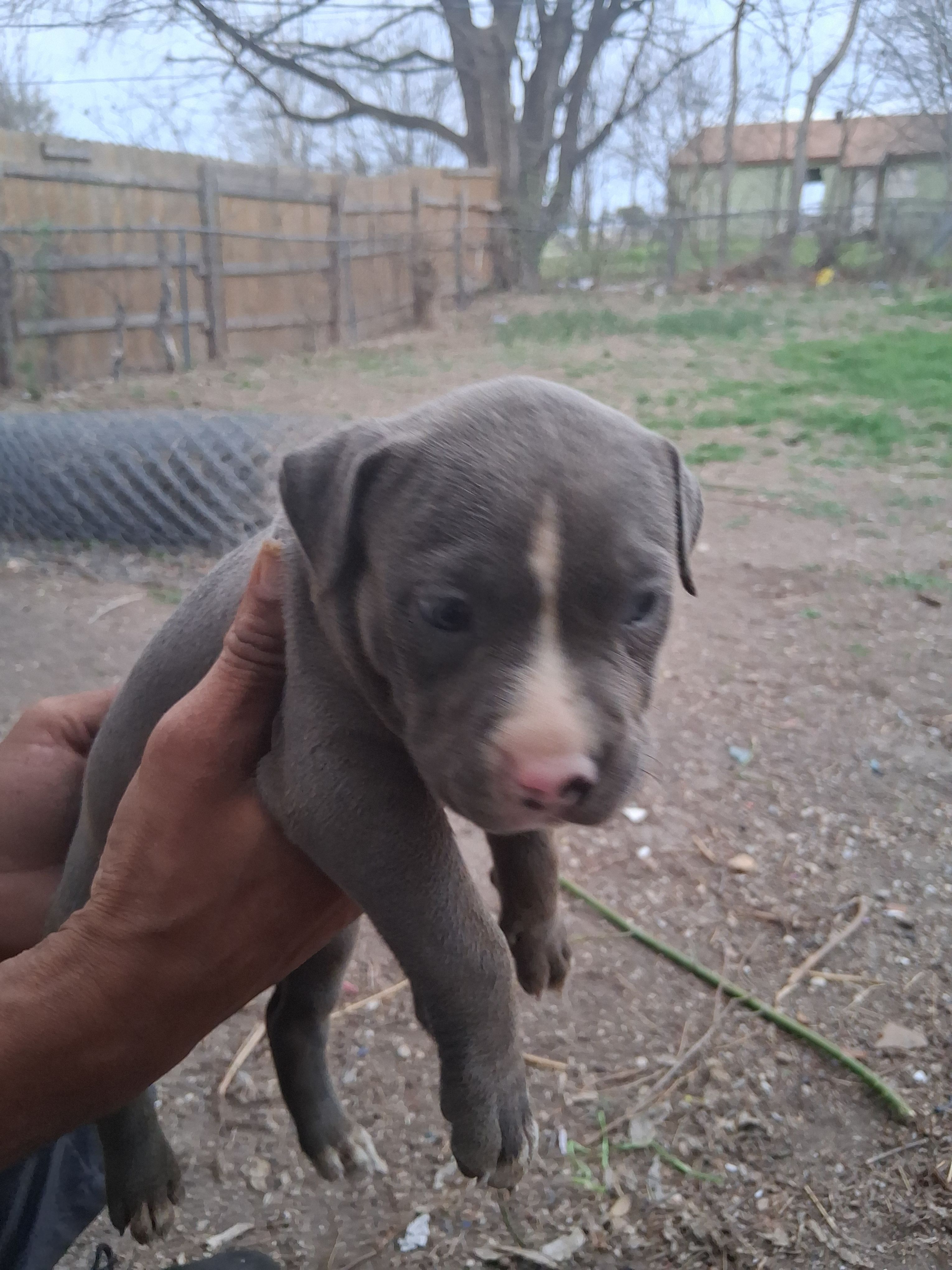 Donatello  – American Bully puppy for sale in Killeen, TX