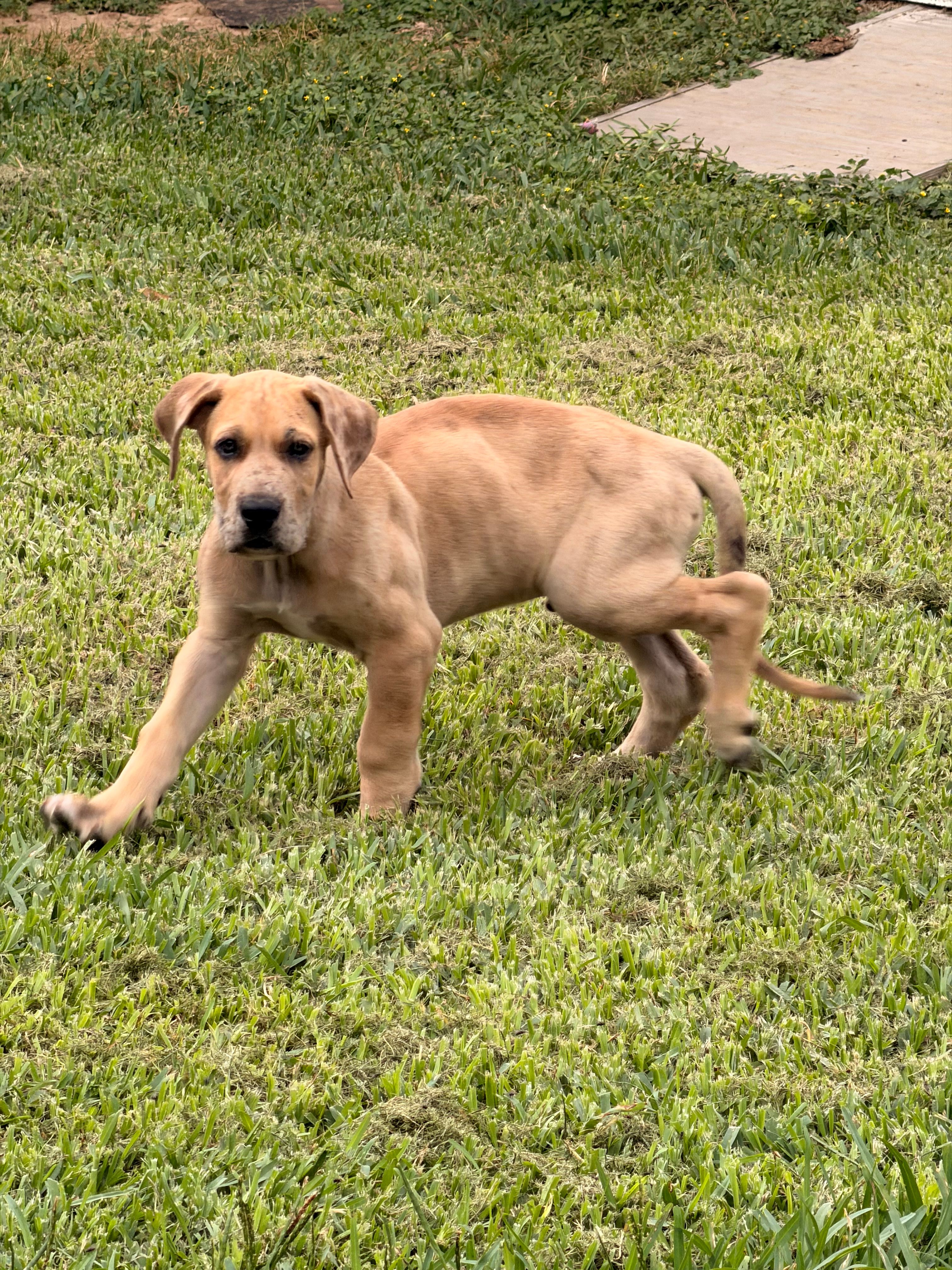 Aloysius  – Great Dane puppy for sale in Texas City, TX