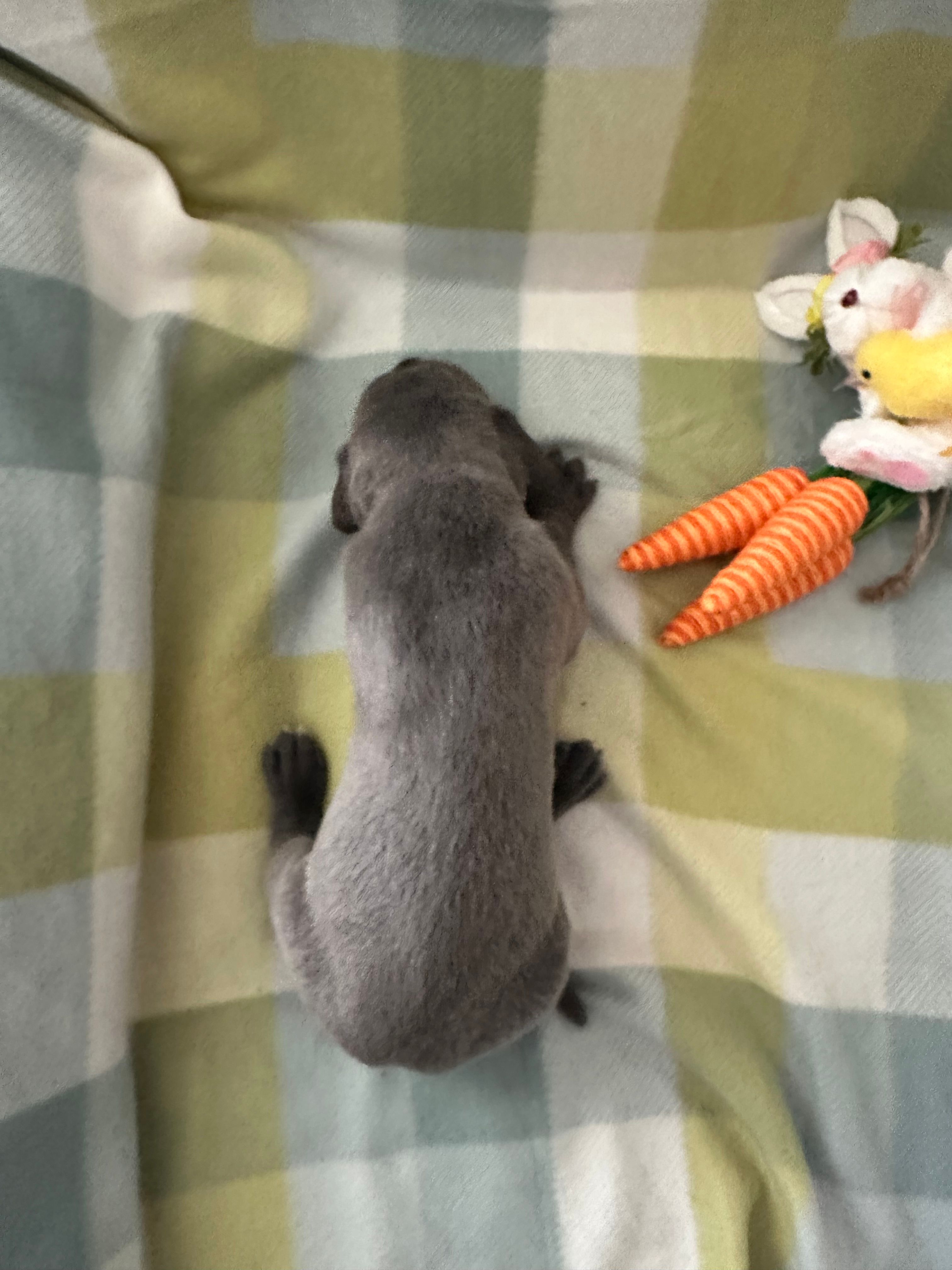 Thaddeus  – Great Dane puppy for sale in Texas City, TX