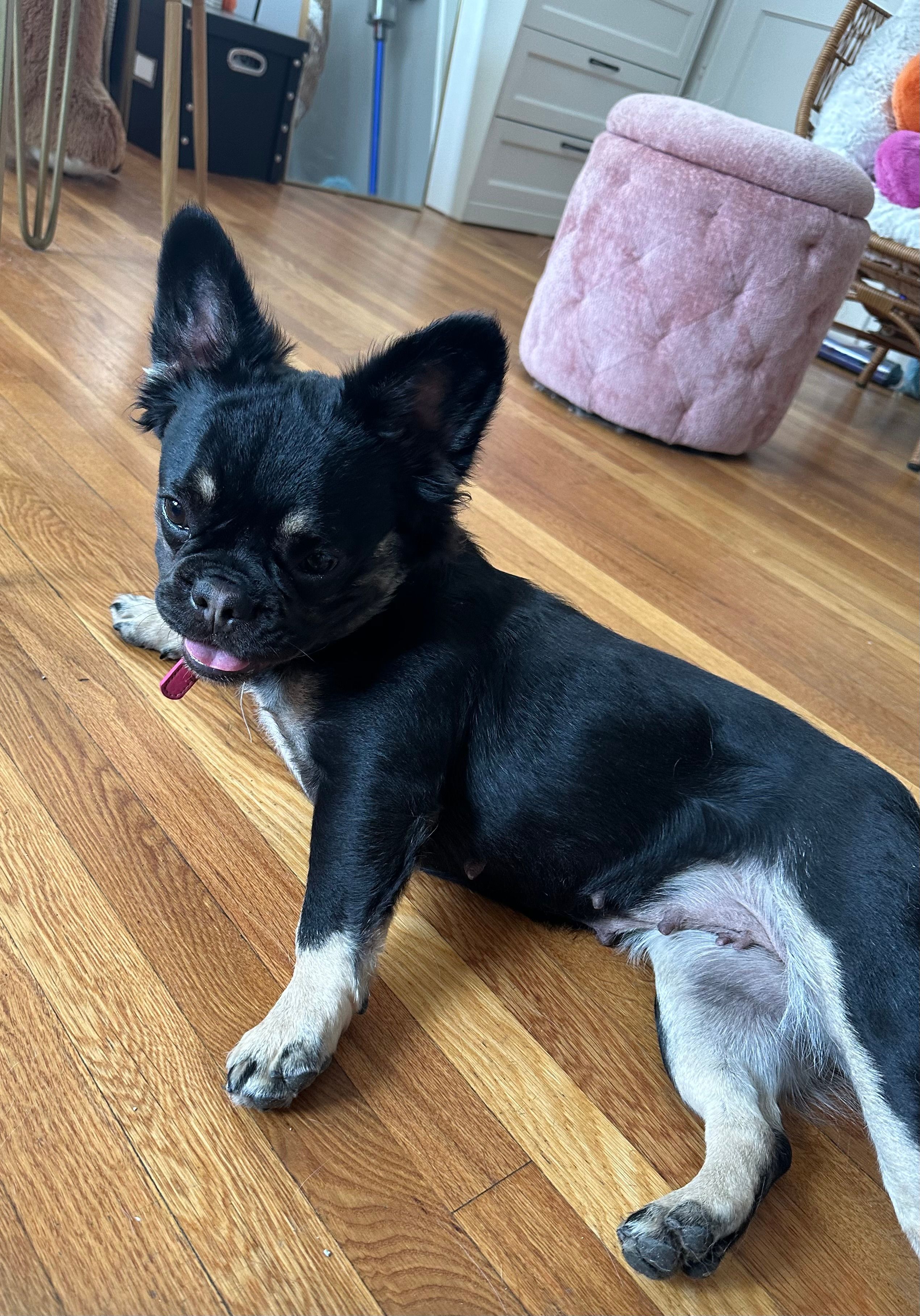 Lily – French Bulldog puppy for sale in Boston, MA