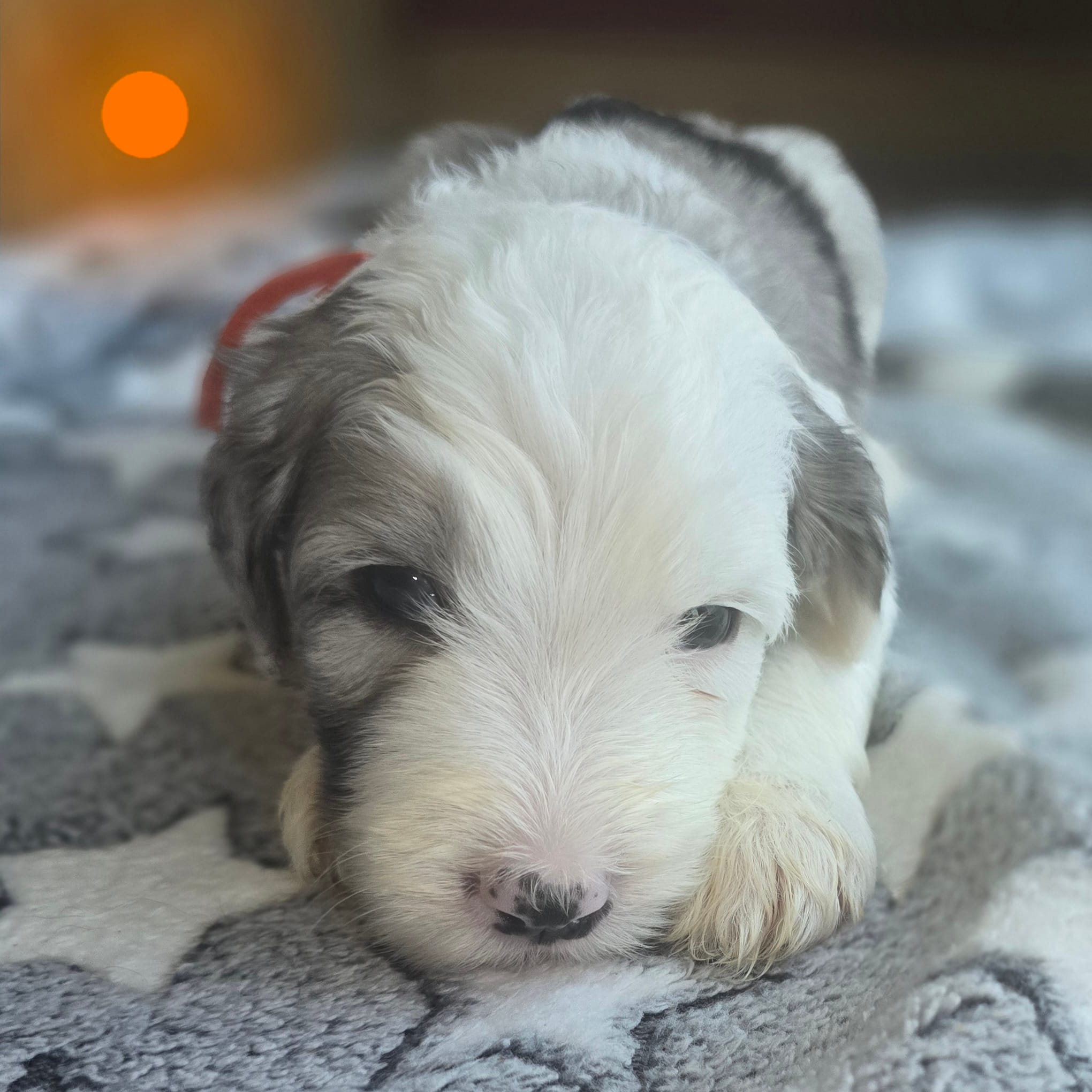Orchid (orange collar) – Sheepadoodle puppy for sale in Canton, OH
