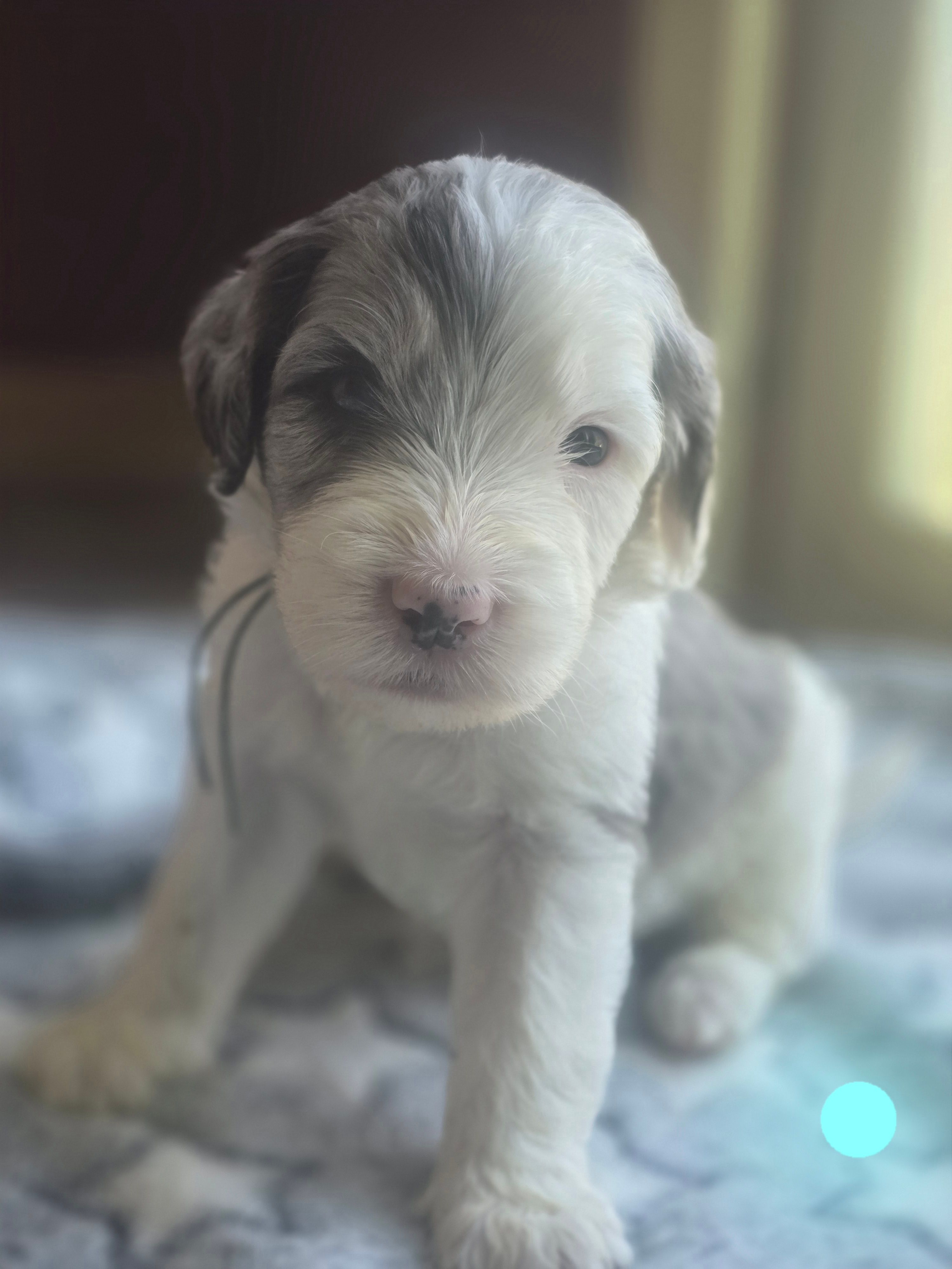 Lotus (light blue collar) – Sheepadoodle puppy for sale in Canton, OH