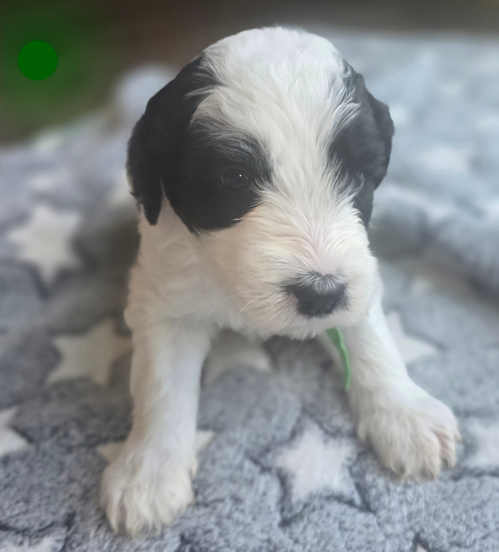 Hibiscus (green collar) – Sheepadoodle puppy for sale in Canton, OH