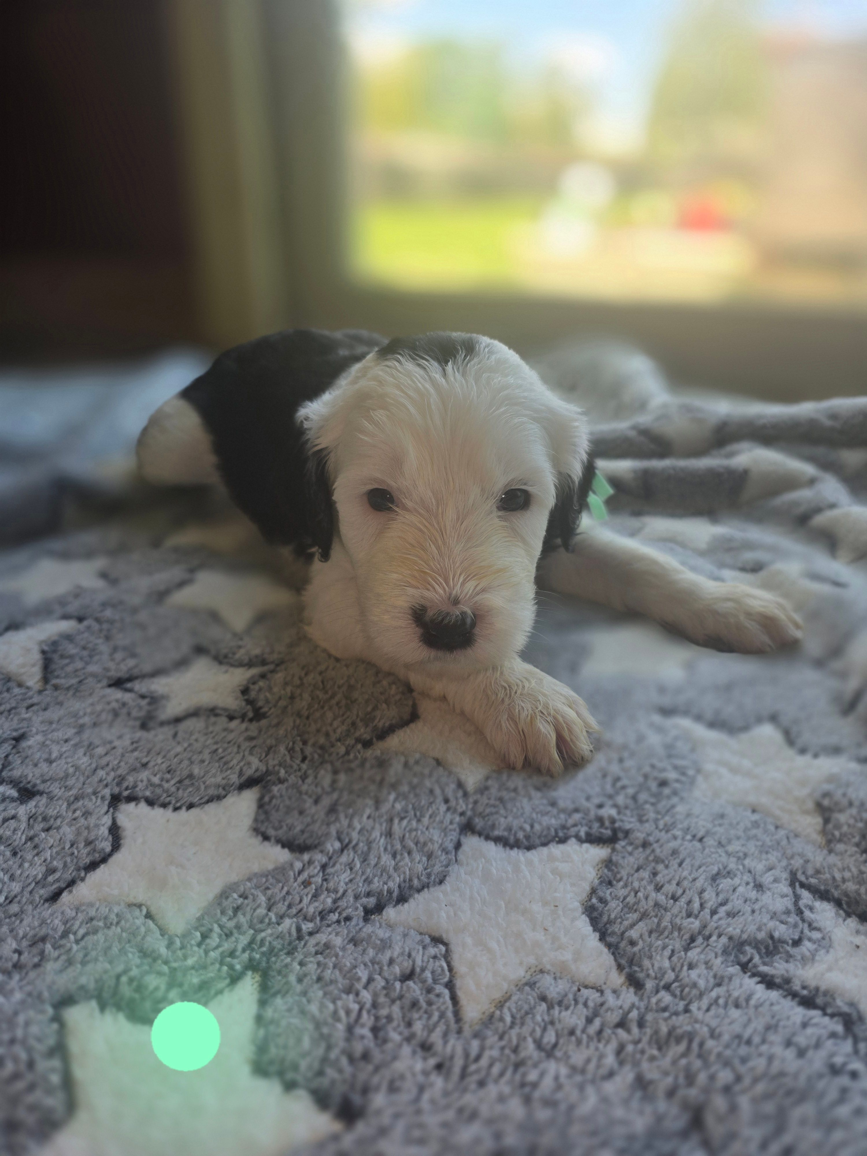 Violet (mint green collar) – Sheepadoodle puppy for sale in Canton, OH