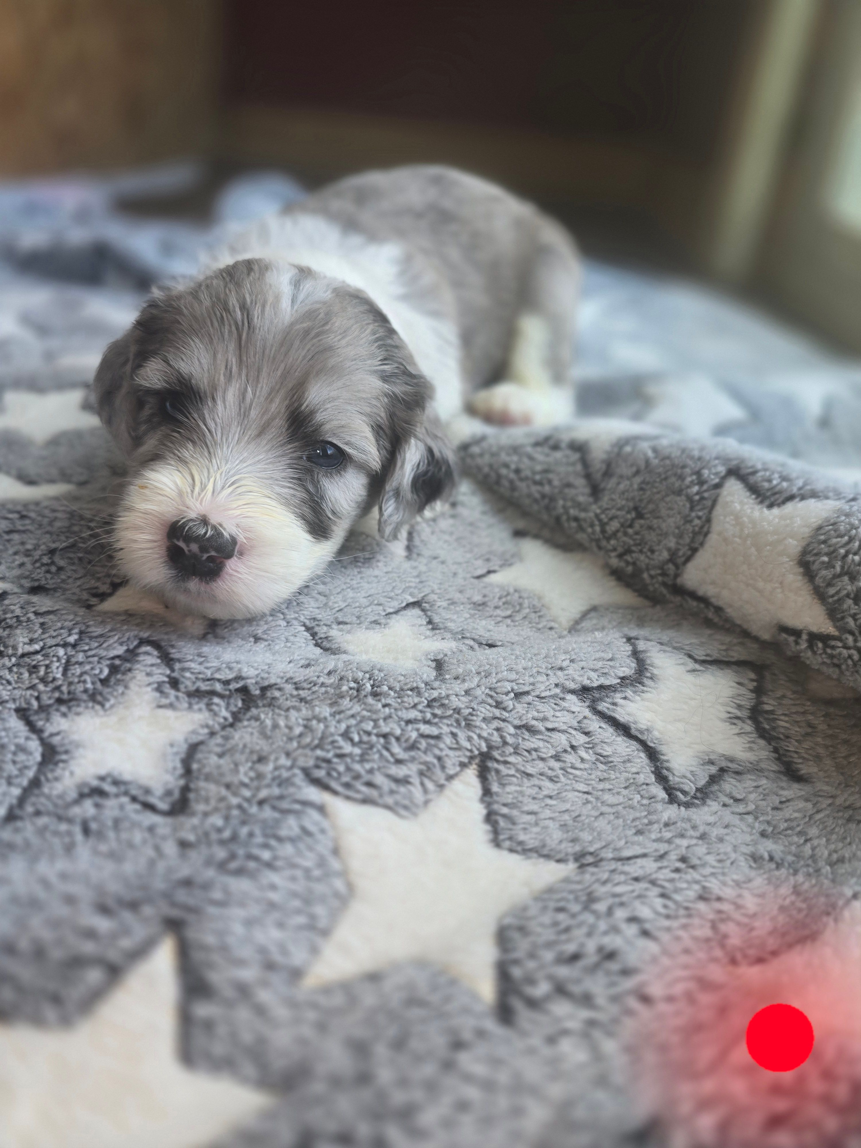 Begonia (red collar) – Sheepadoodle puppy for sale in Canton, OH