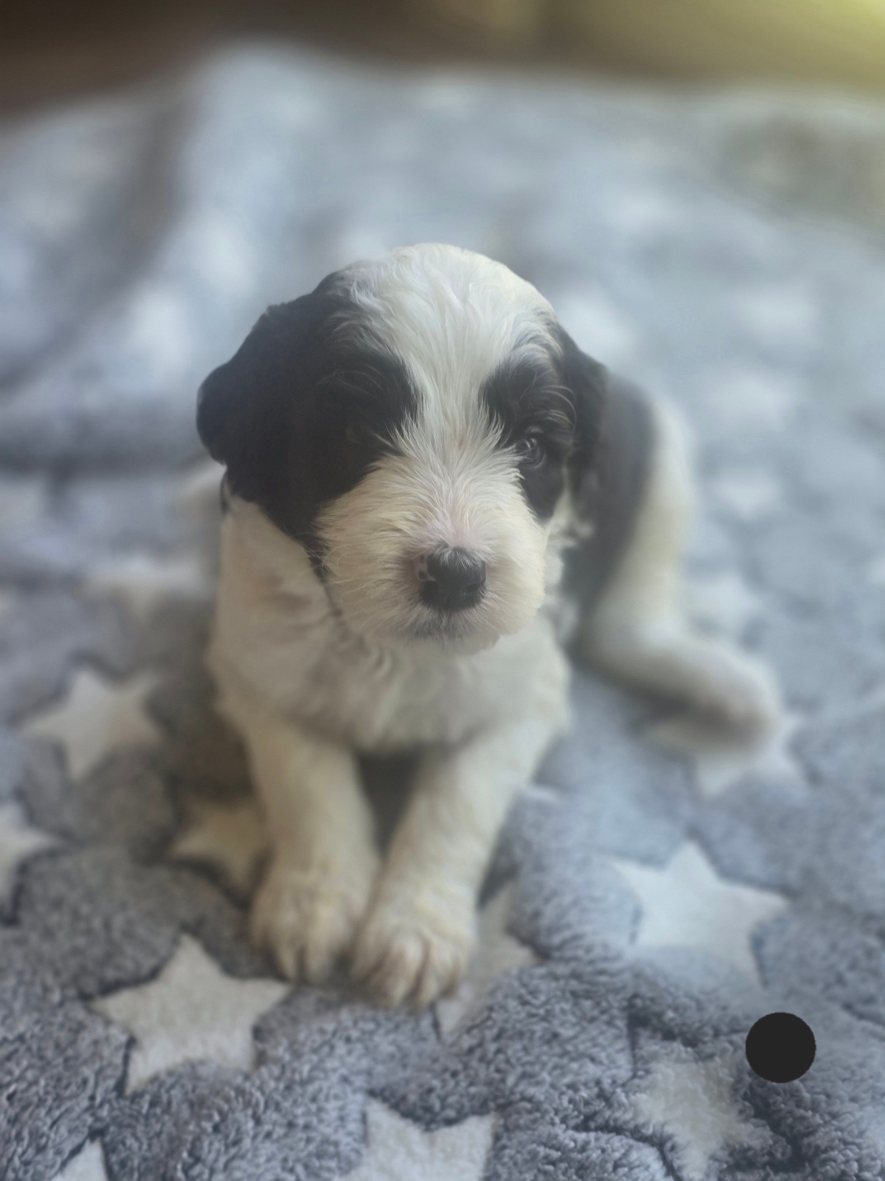 Aster (black collar) – Sheepadoodle puppy for sale in Canton, OH