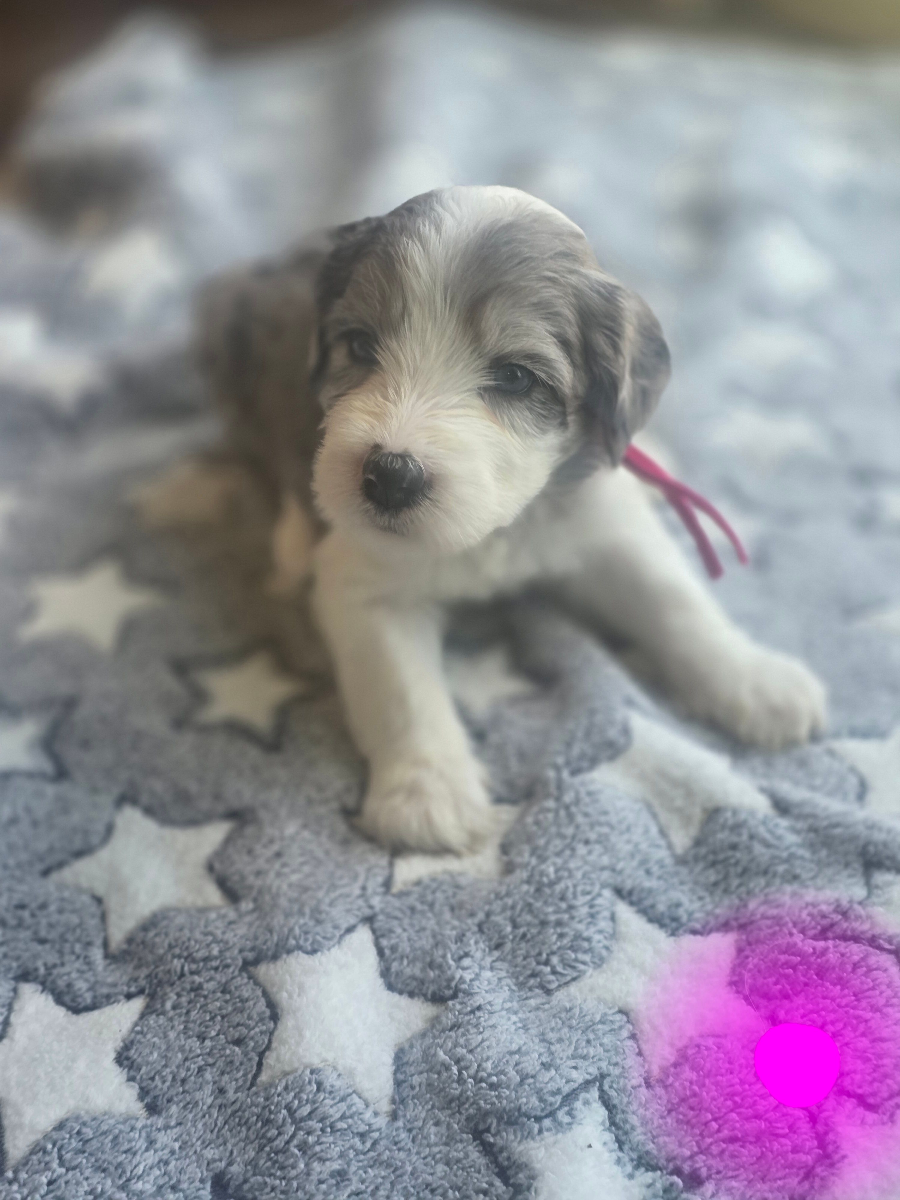 Daisy (dark pink collar) – Sheepadoodle puppy for sale in Canton, OH