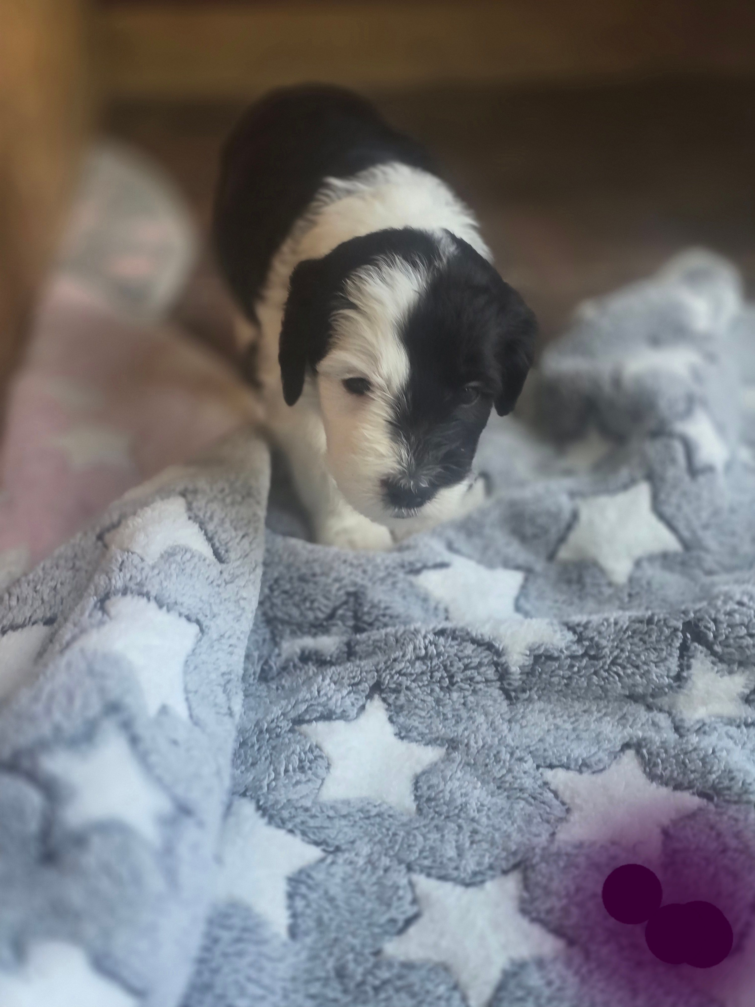 Jasmine ( purple collar) – Sheepadoodle puppy for sale in Canton, OH