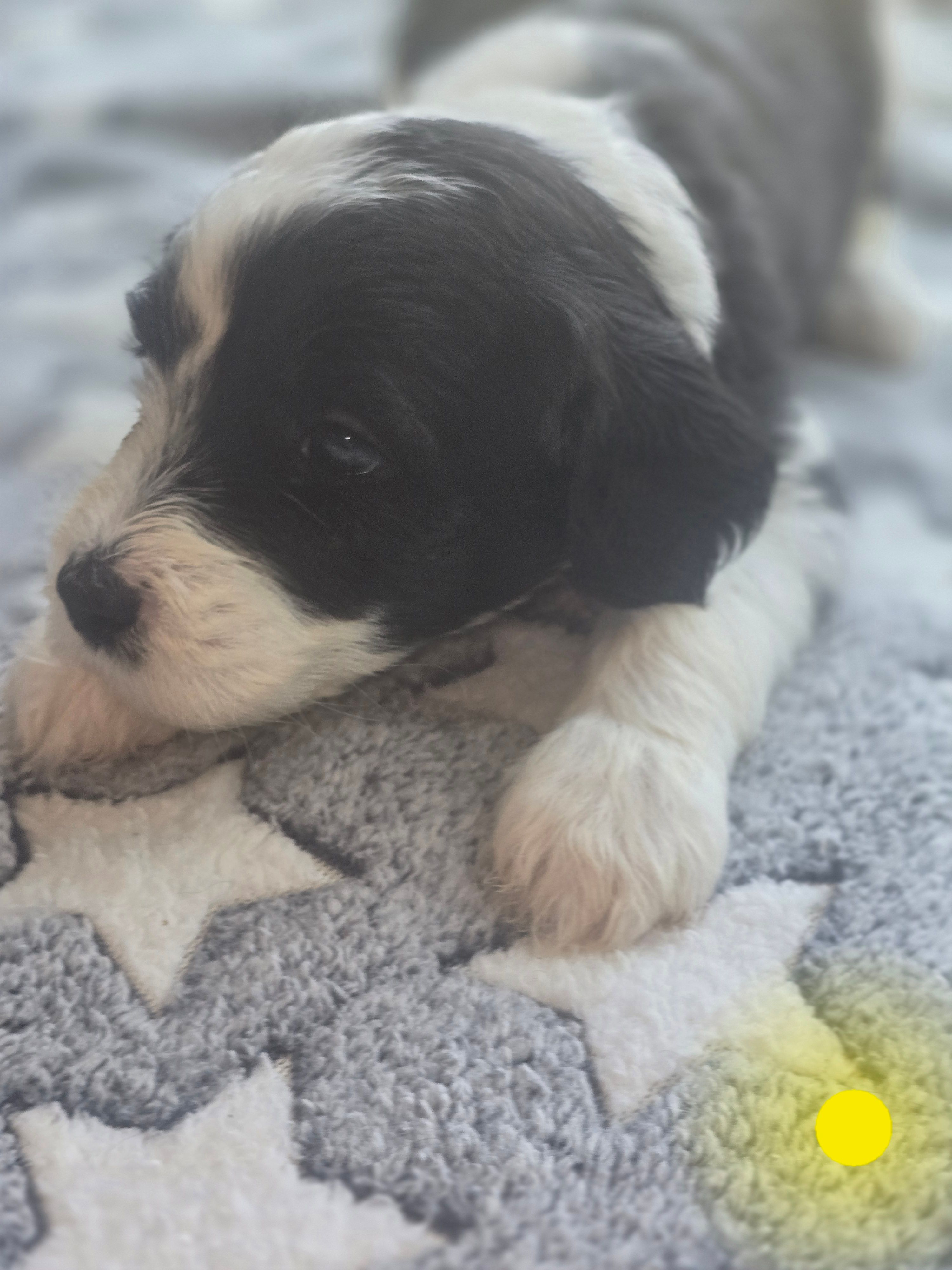 Iris (yellow collar) – Sheepadoodle puppy for sale in Canton, OH