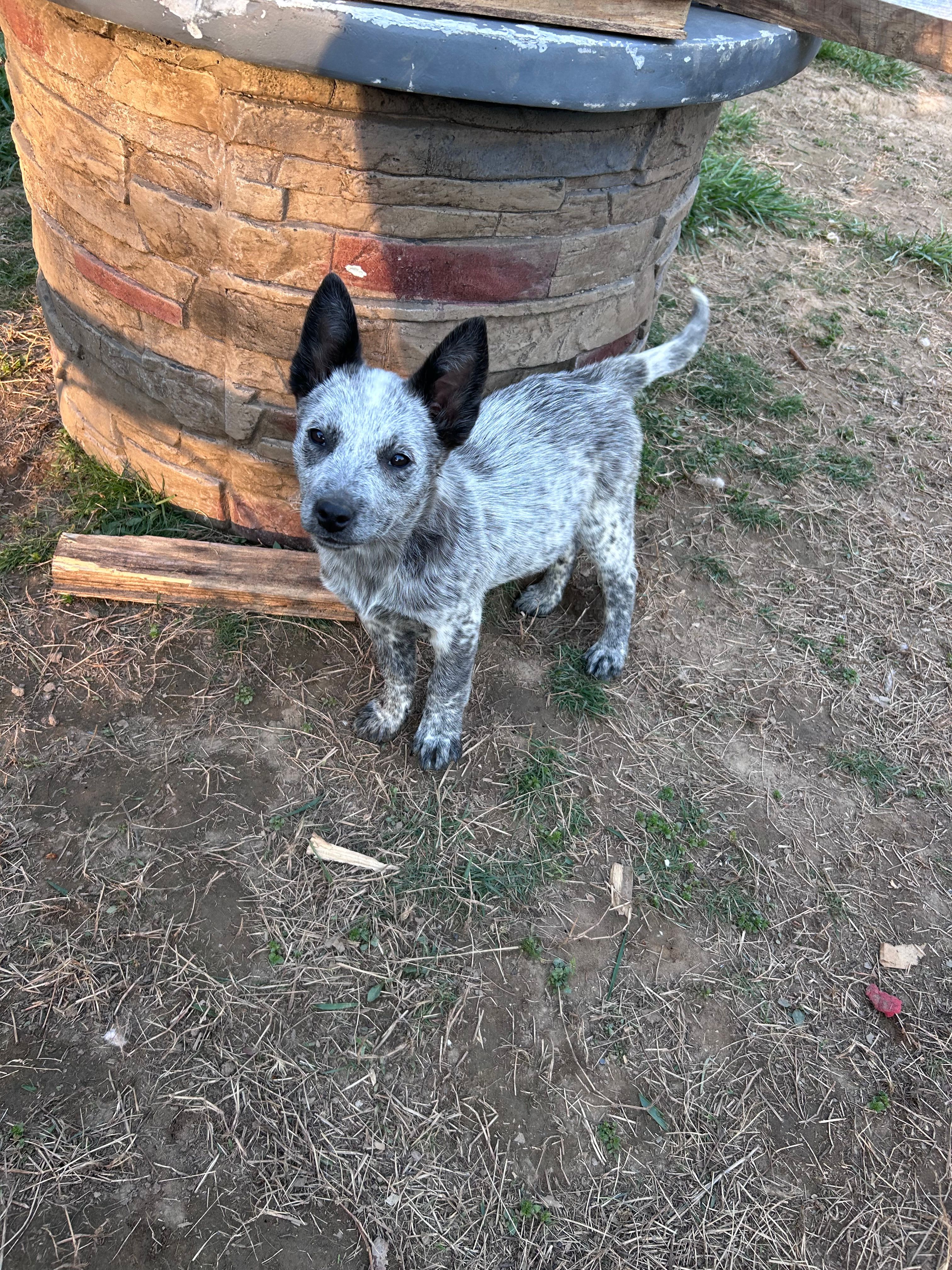 Oreo – Australian Cattle Dog puppy for sale in Parkesburg, PA