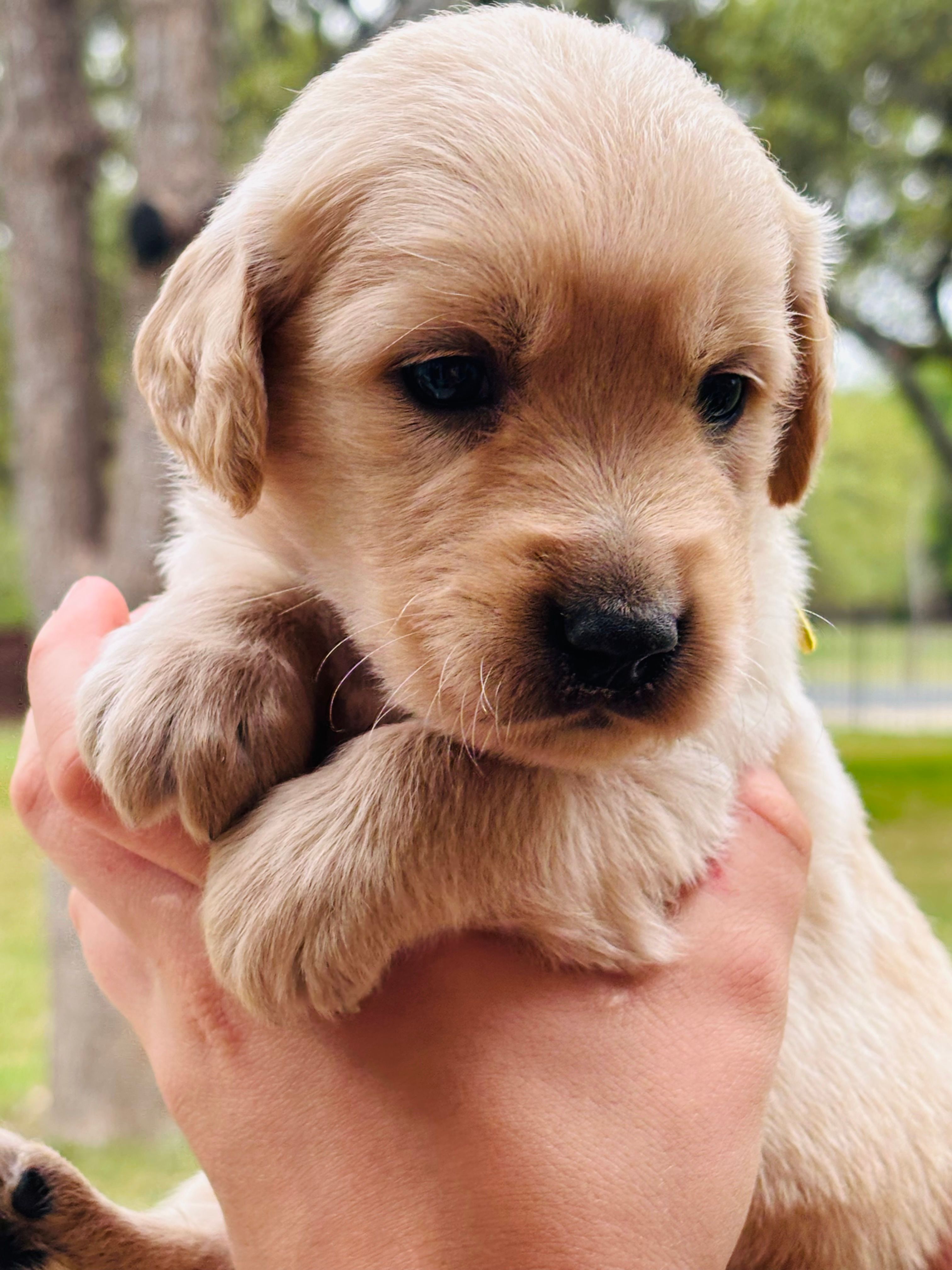 John  – Golden Retriever puppy for sale in San Antonio, TX