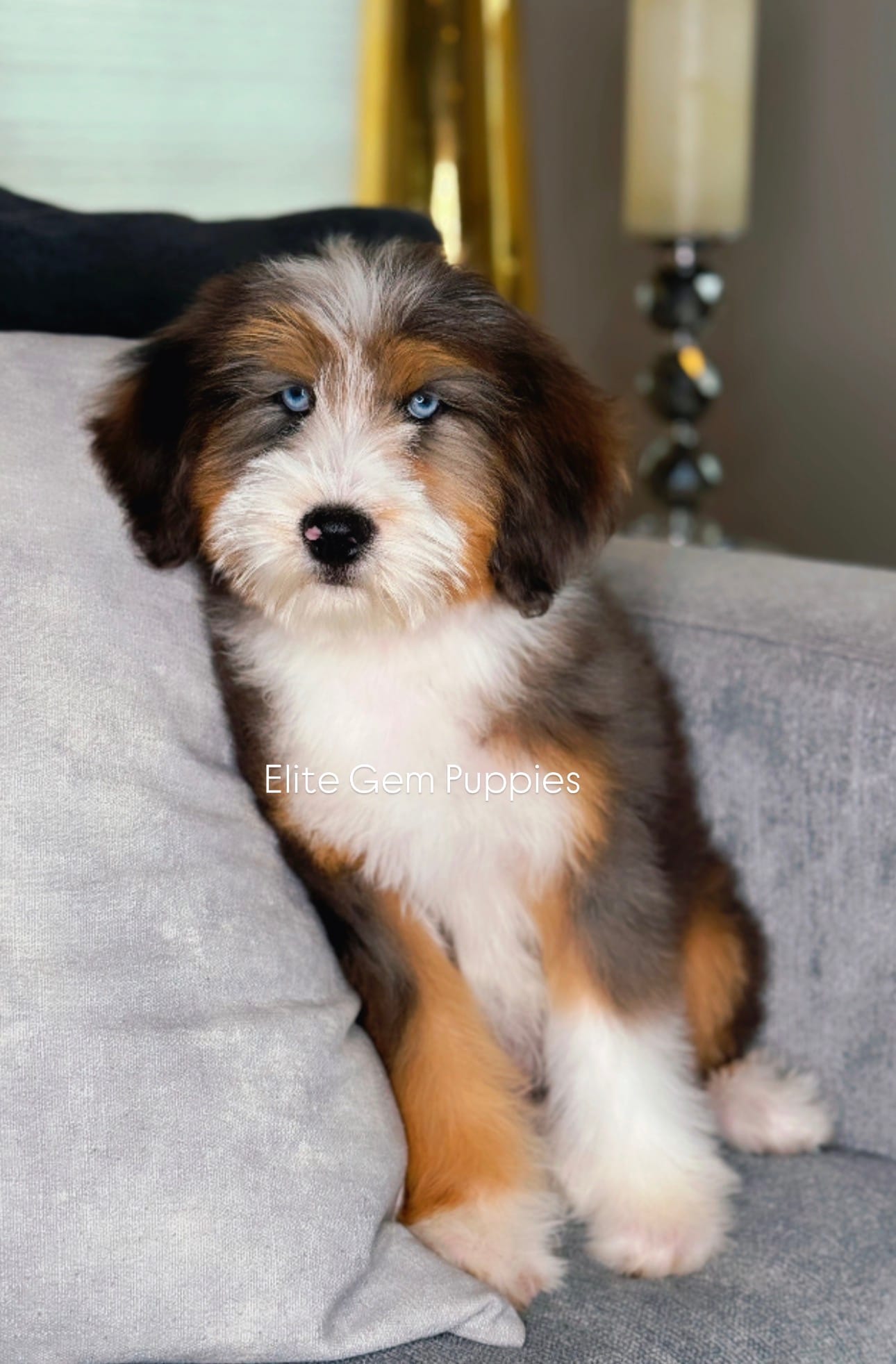 Duke – Miniature Bernedoodle puppy for sale in Salt Lake City, UT
