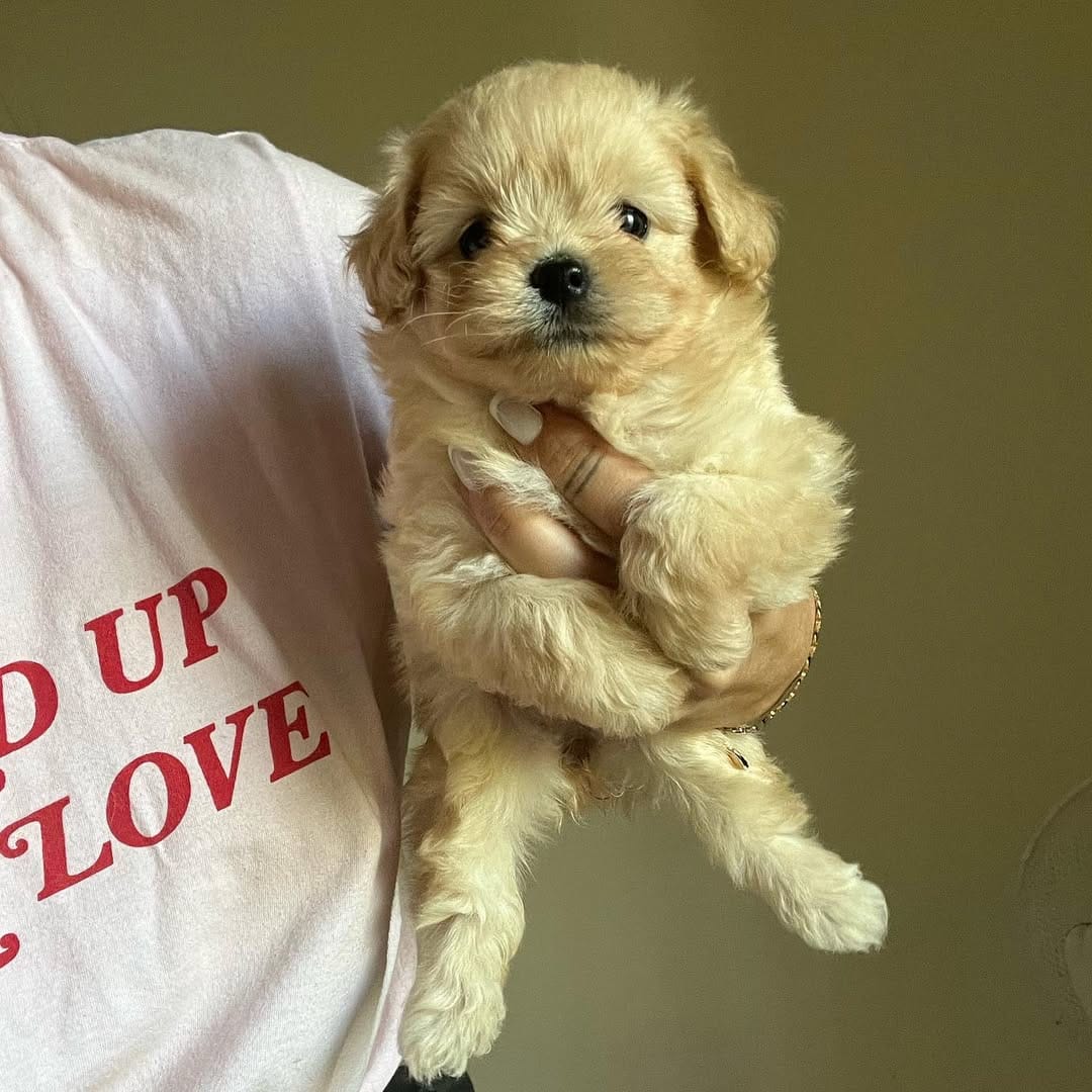 Poco – Maltipoo, Poodle - Toy  puppy for sale in Sacramento, CA