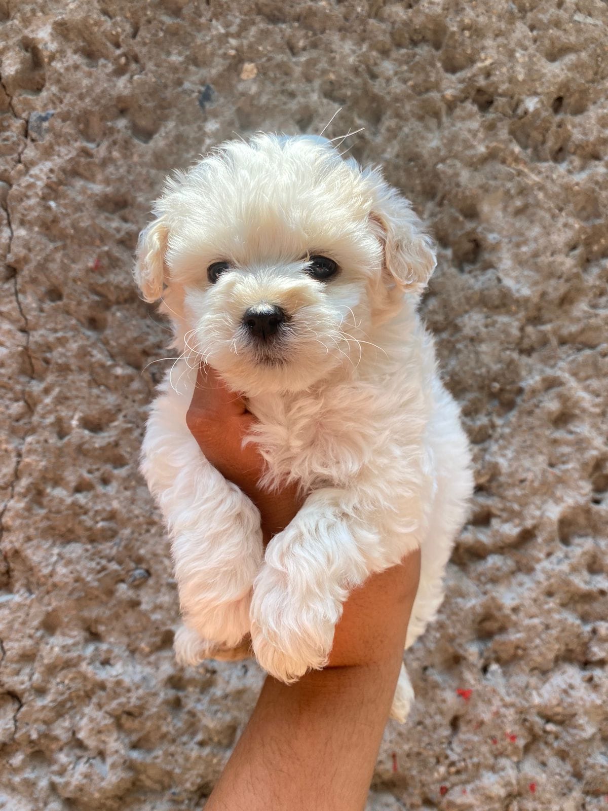 Pinki – Maltipoo, Poodle - Toy  puppy for sale in Sacramento, CA
